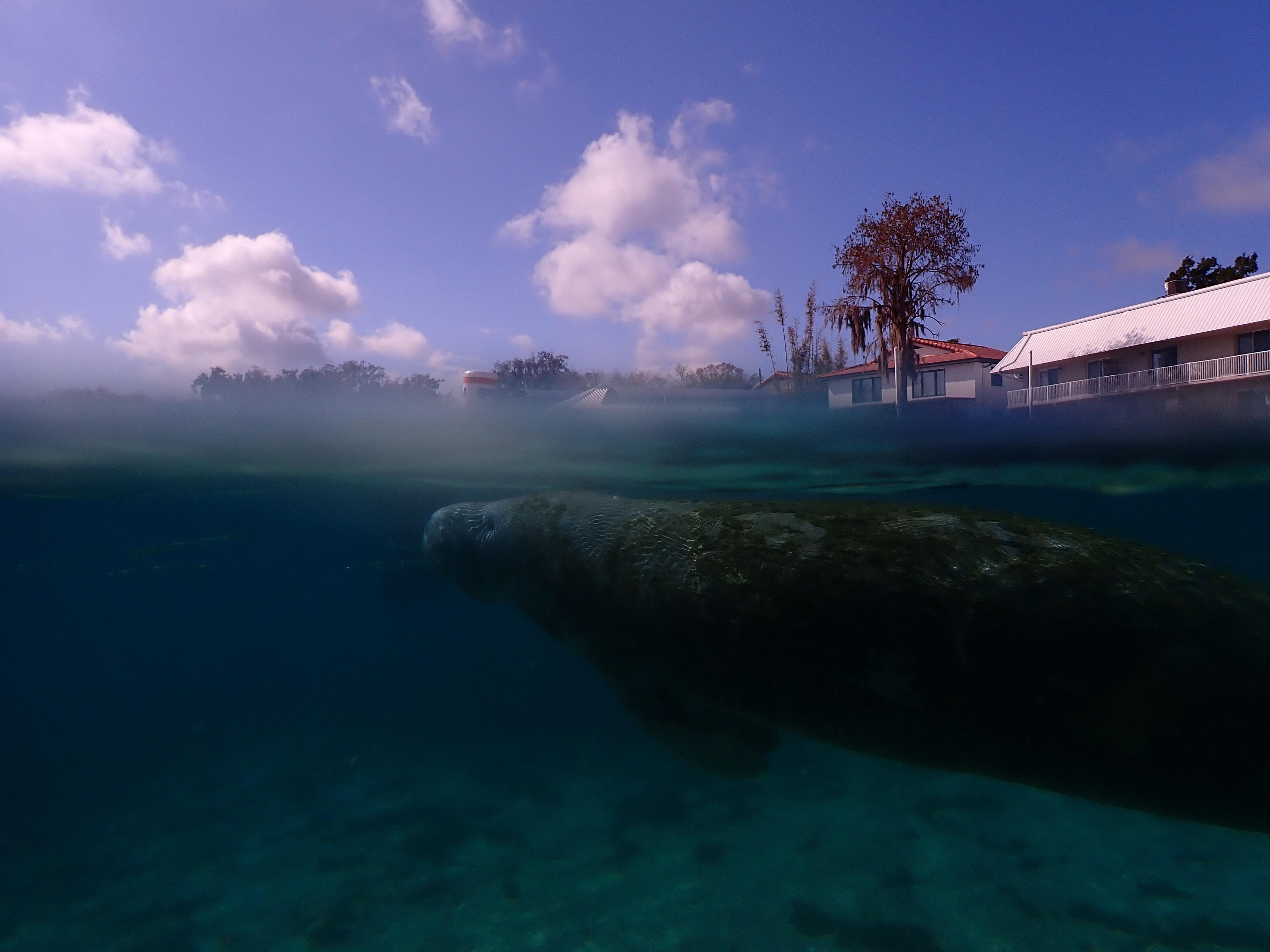 Manatee below the surface near the Crystal River shore