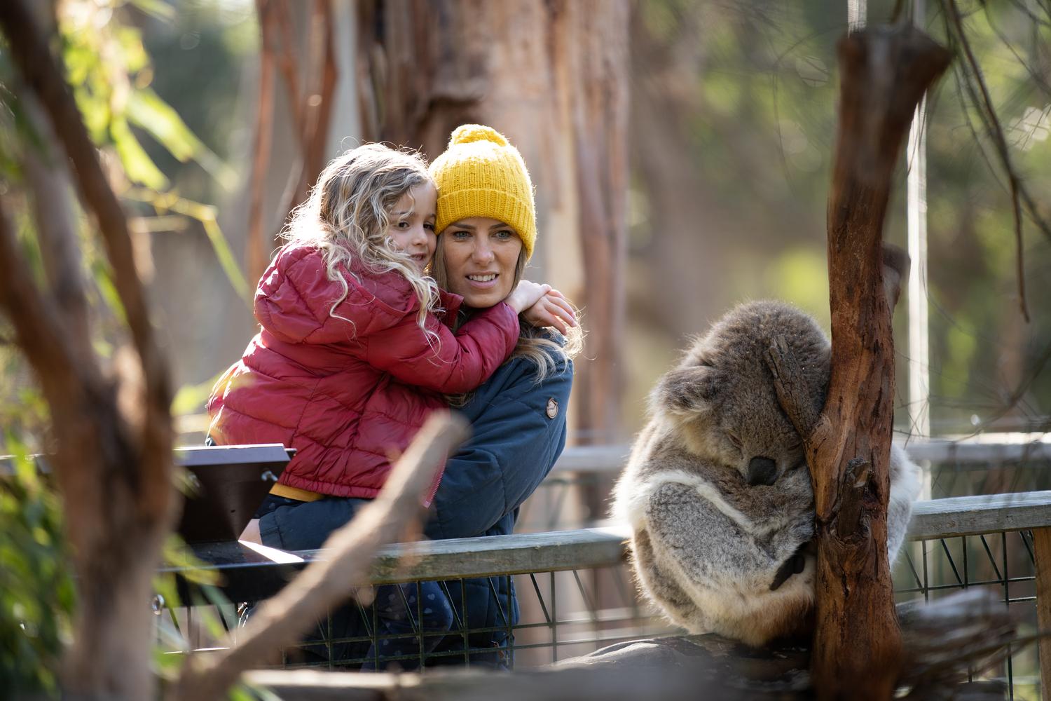 Phillip Island Penguin Parade & Koala Wildlife Tour