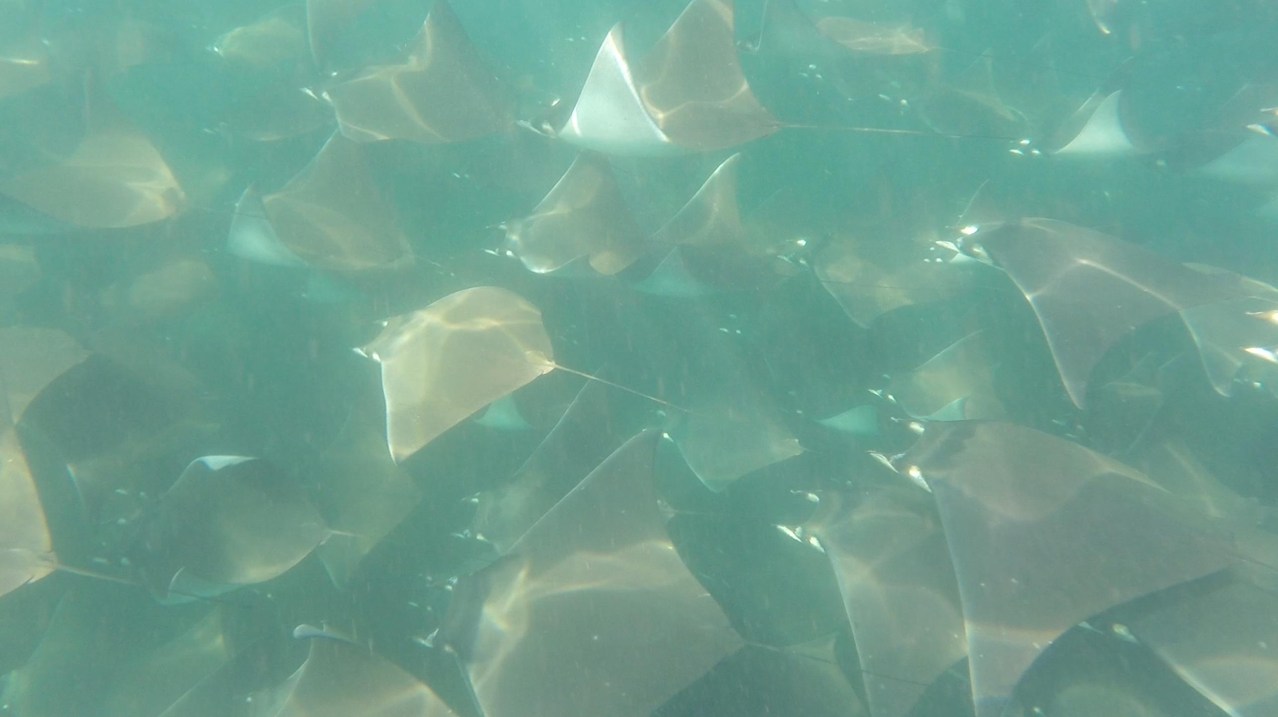 Cabo San Lucas Marine Park: Two-Tank Scuba Diving Adventure
