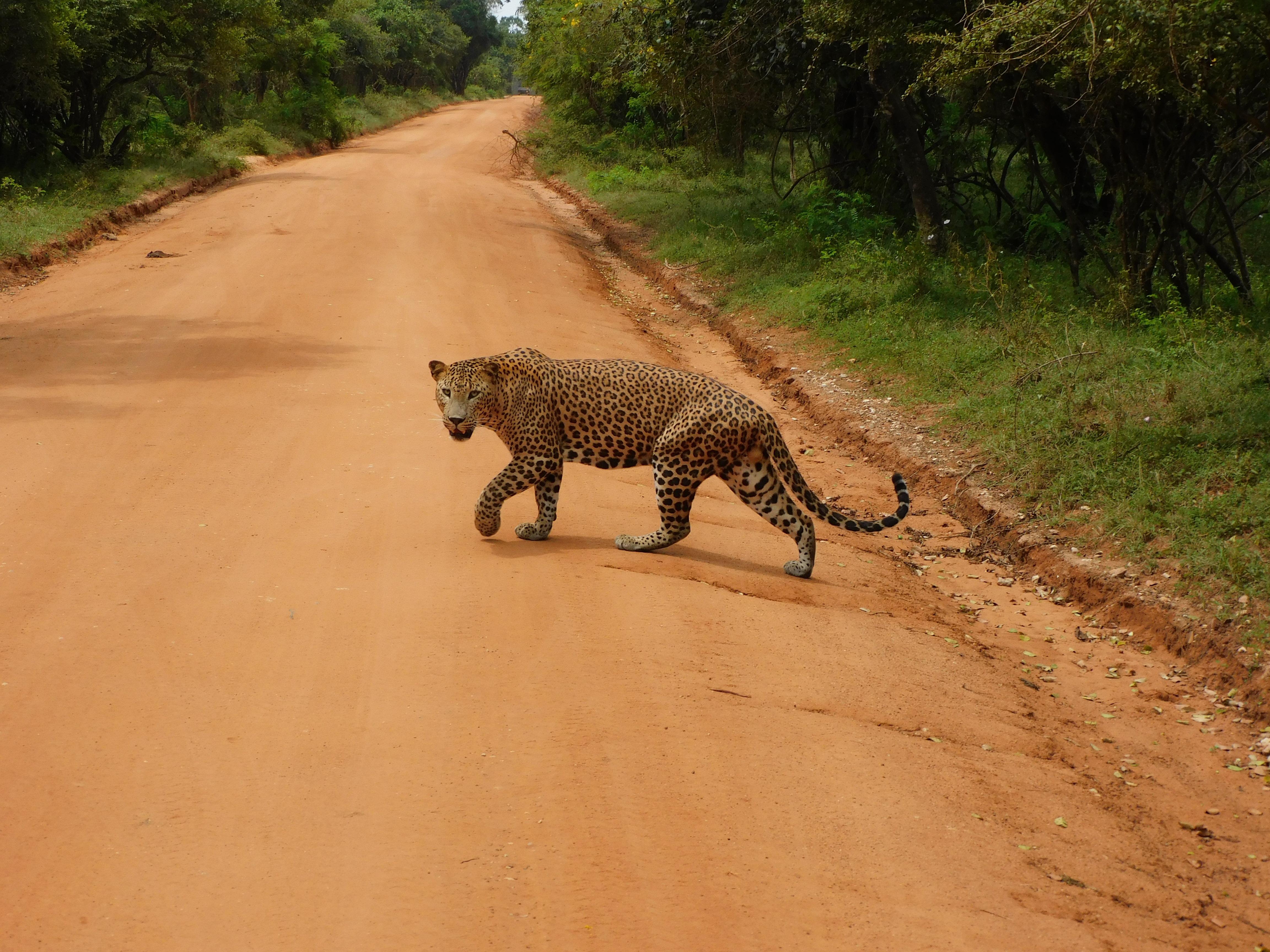 Yala National Park Safari Expedition