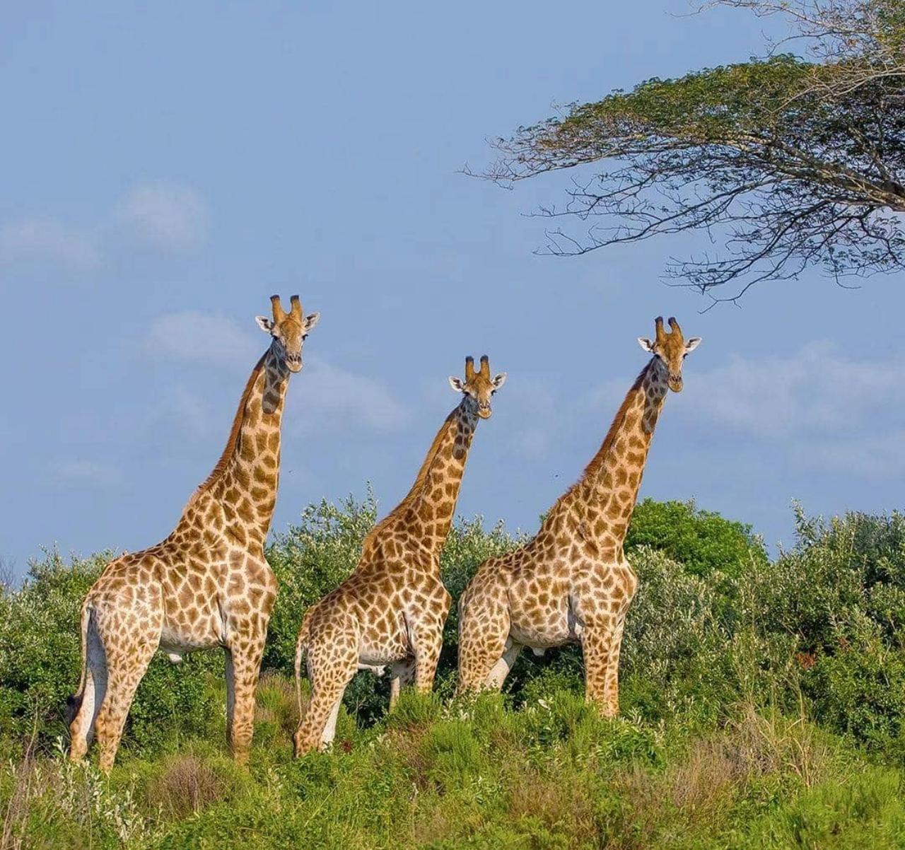 Full-Day Akagera Big Five Safari with Hotel Transfer
