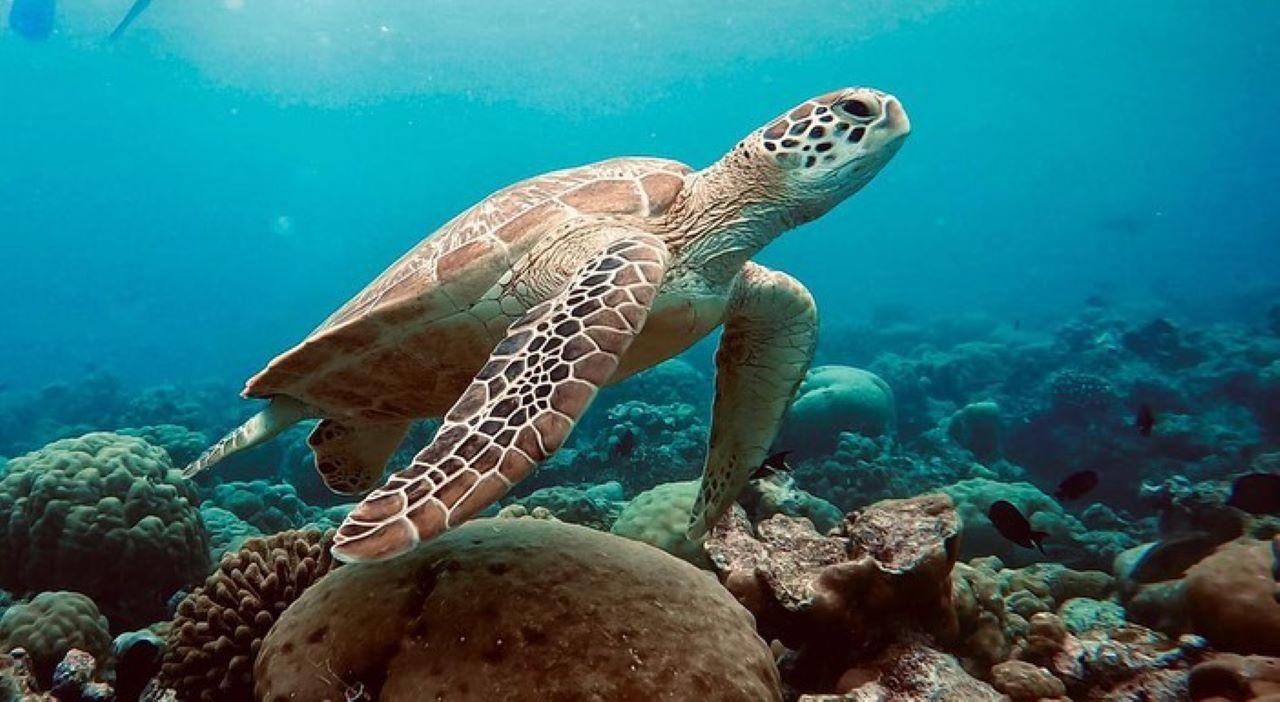 Zanzibar Full-Day Adventure: Sea Turtles, Kuza Cave & Paje Beach
