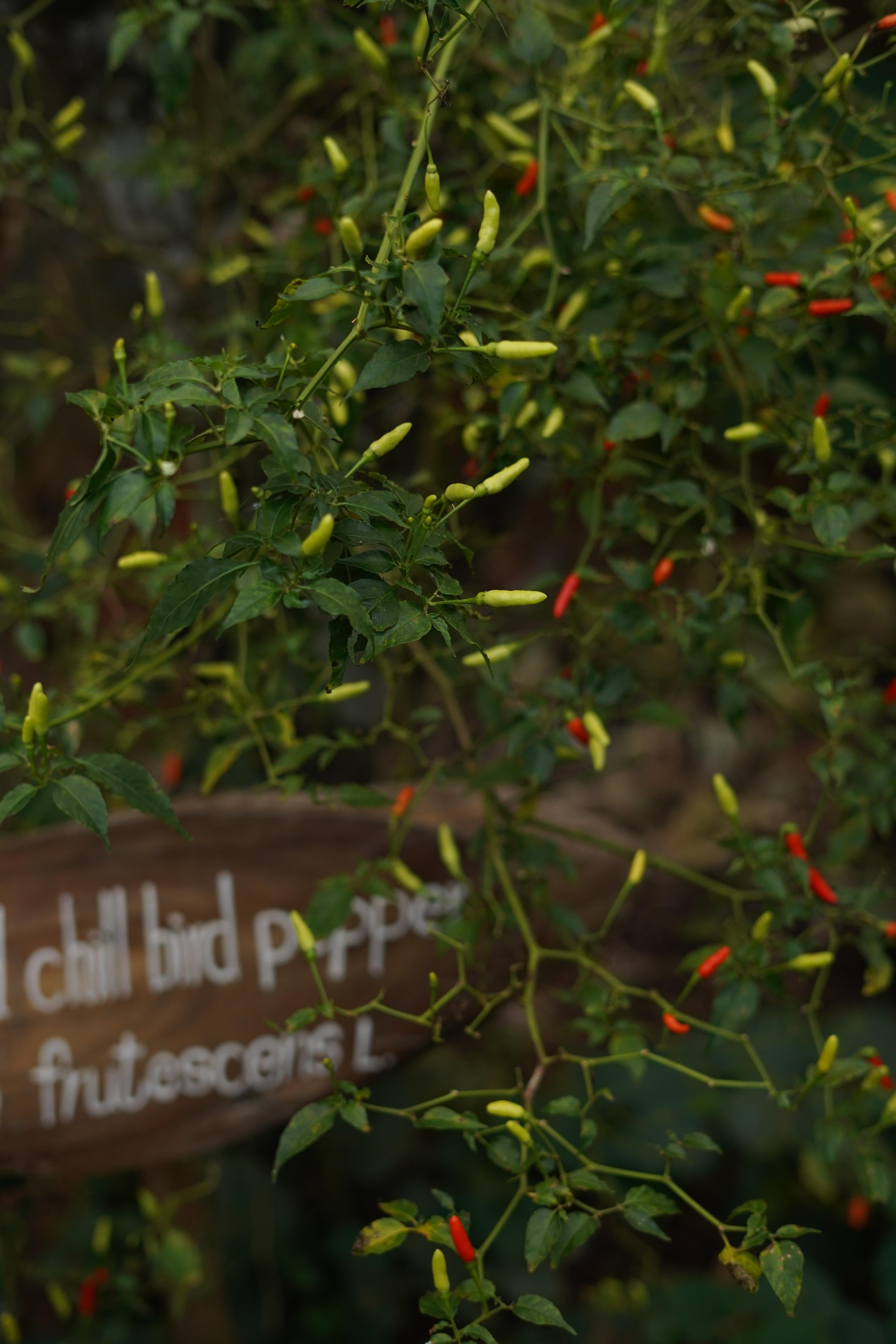 Ella Spice Garden Tour & Authentic Cooking Class
