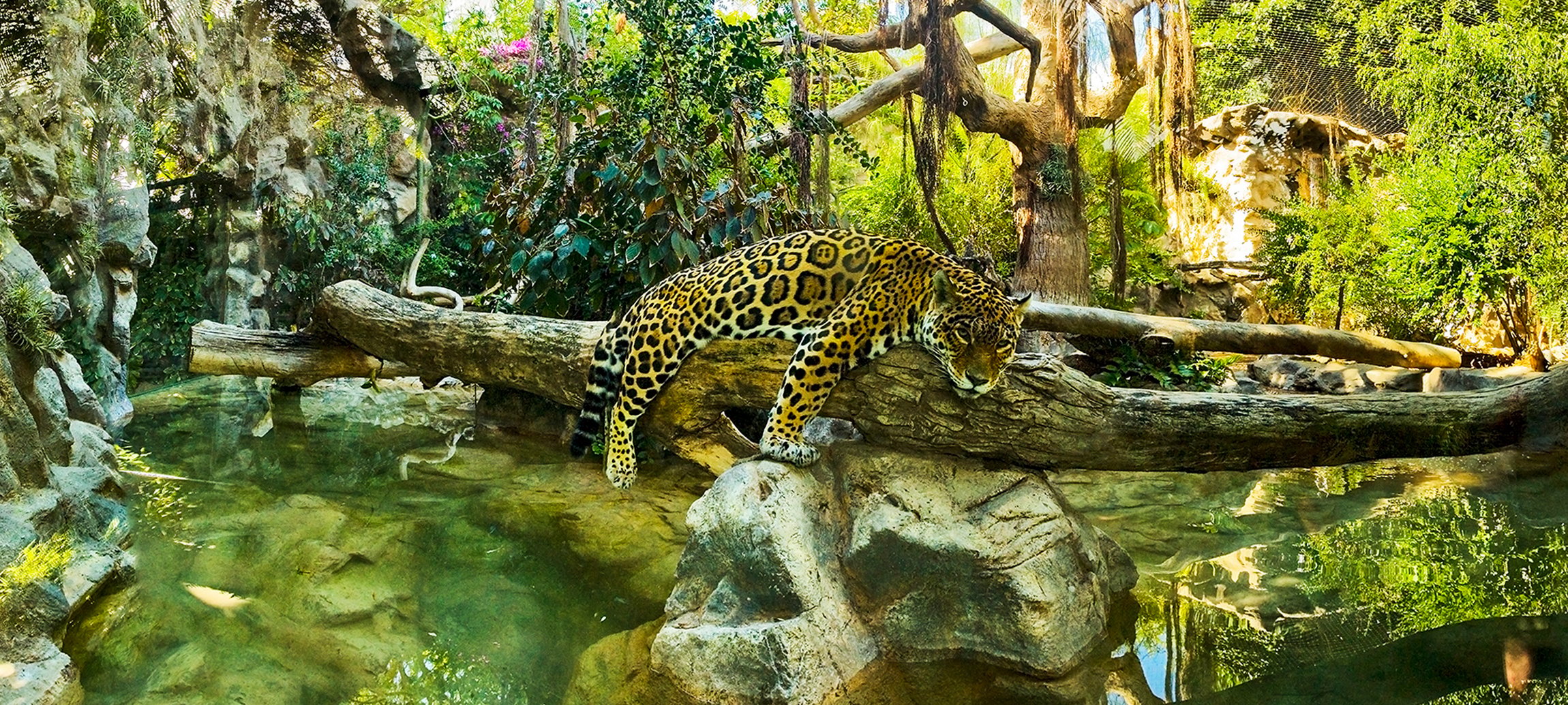 Loro Parque Tenerife Official Entry Ticket