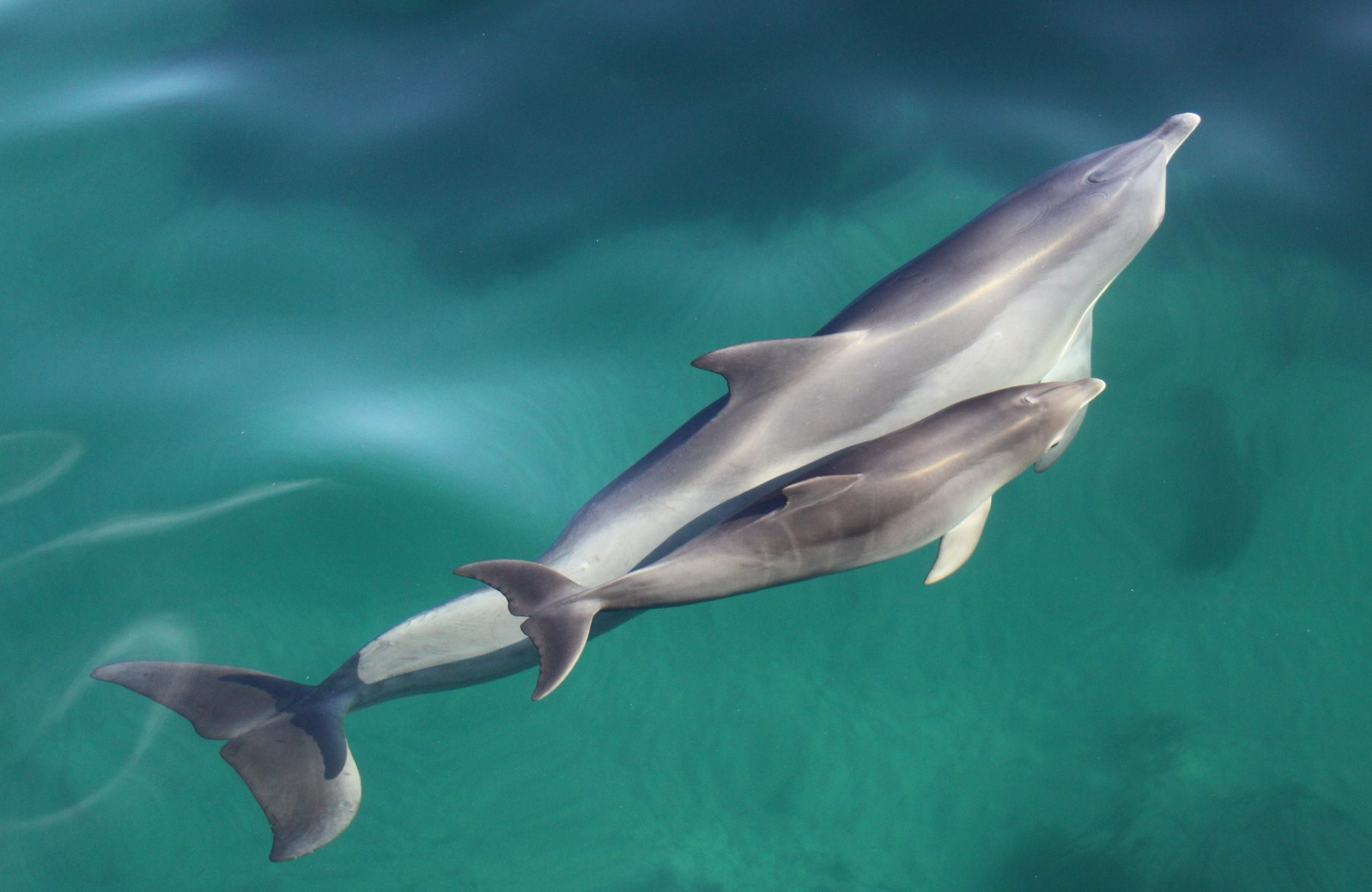Wild Dolphin Watching Cruise from Glenelg