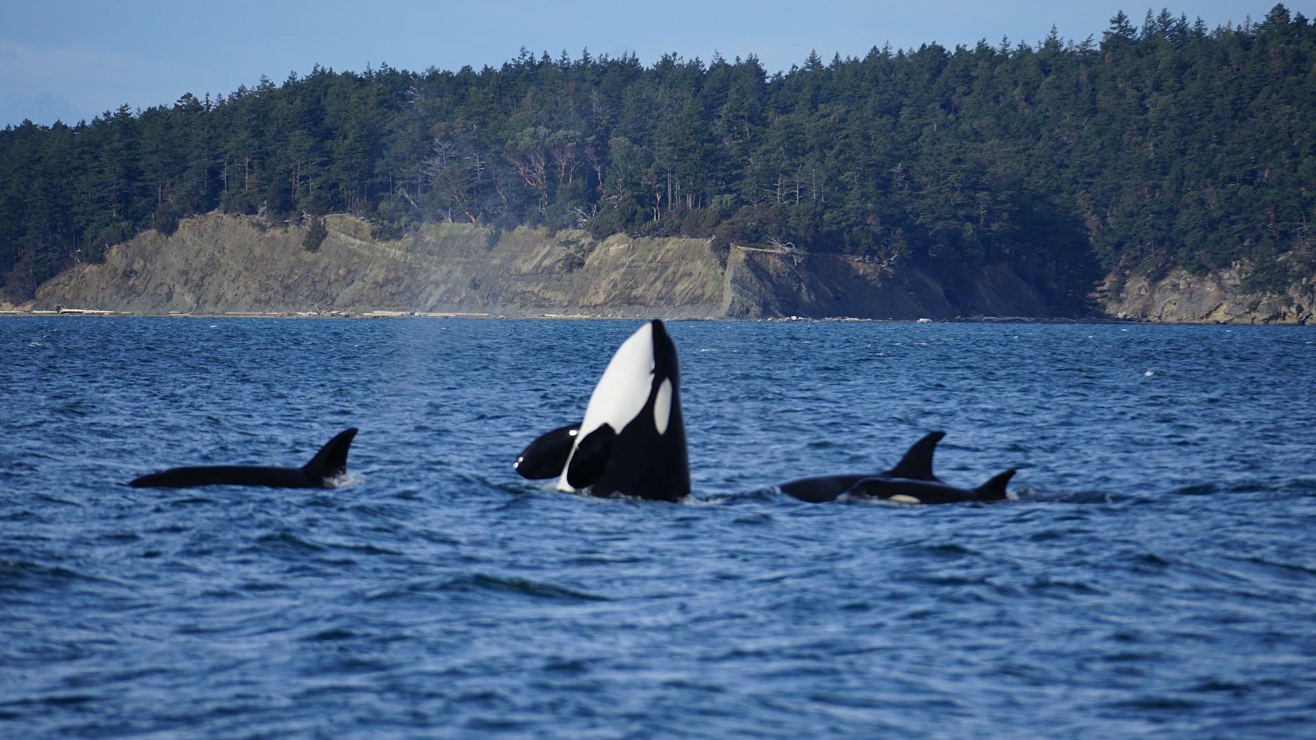 Anacortes Whale & Orca Watching Expedition