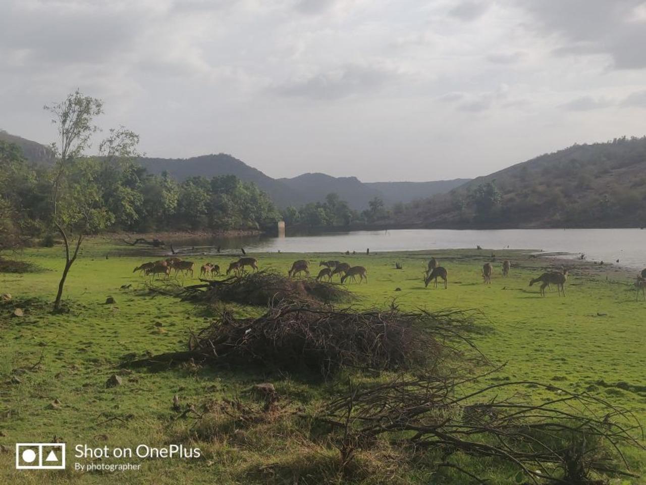 3-Day Jaipur & Ranthambore Tiger Safari from Delhi