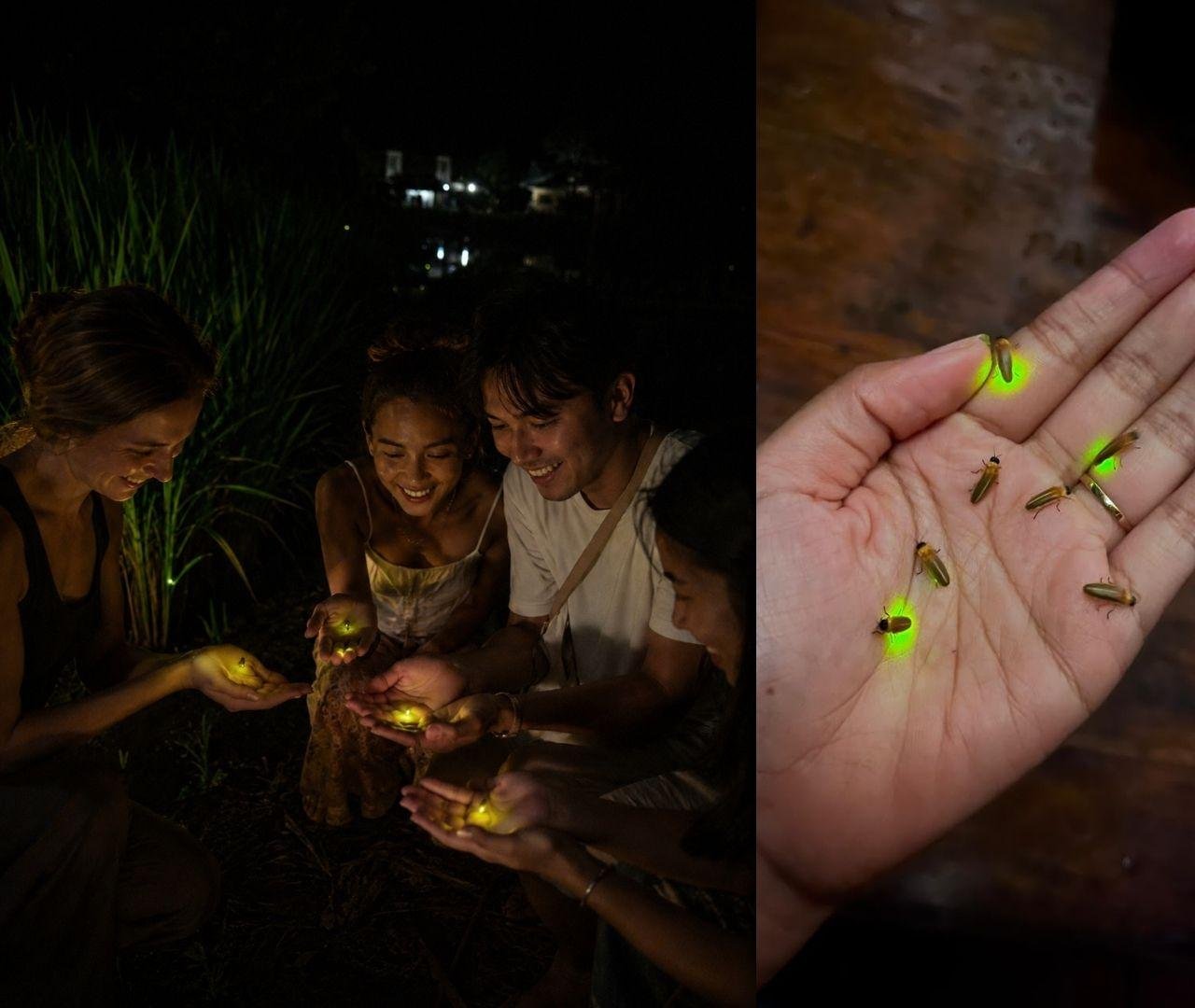 Firefly Conservation & Village Night Walk