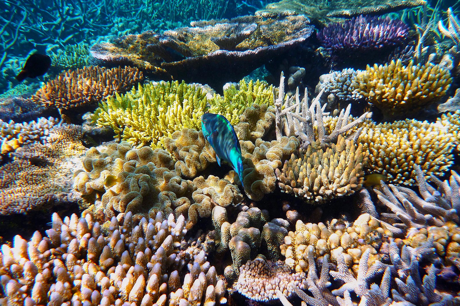 Cairns barrier reef tour to Upolu Reef — photo 3