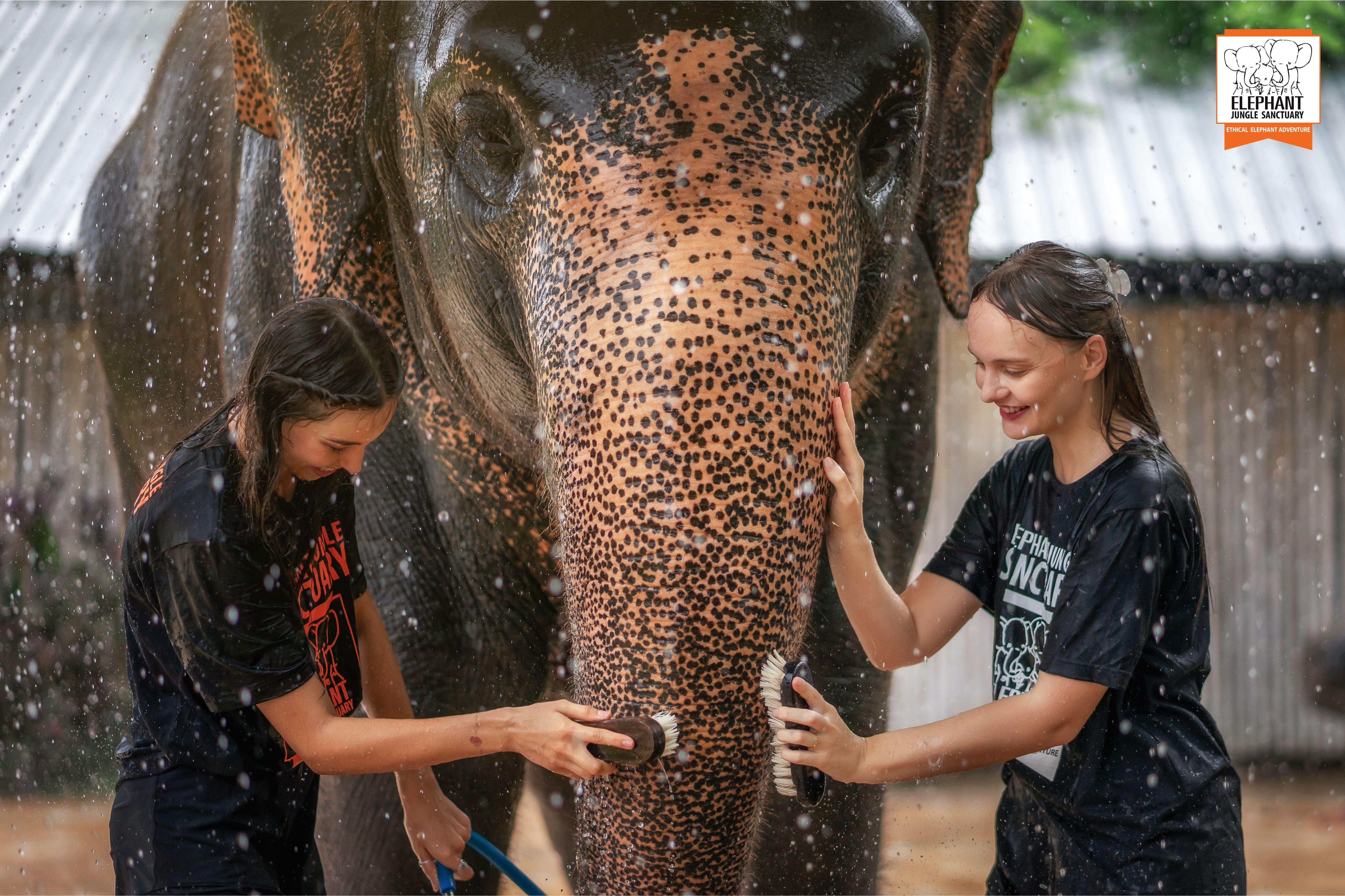 Phuket Elephant Jungle Sanctuary: Feeding & Shower Experience