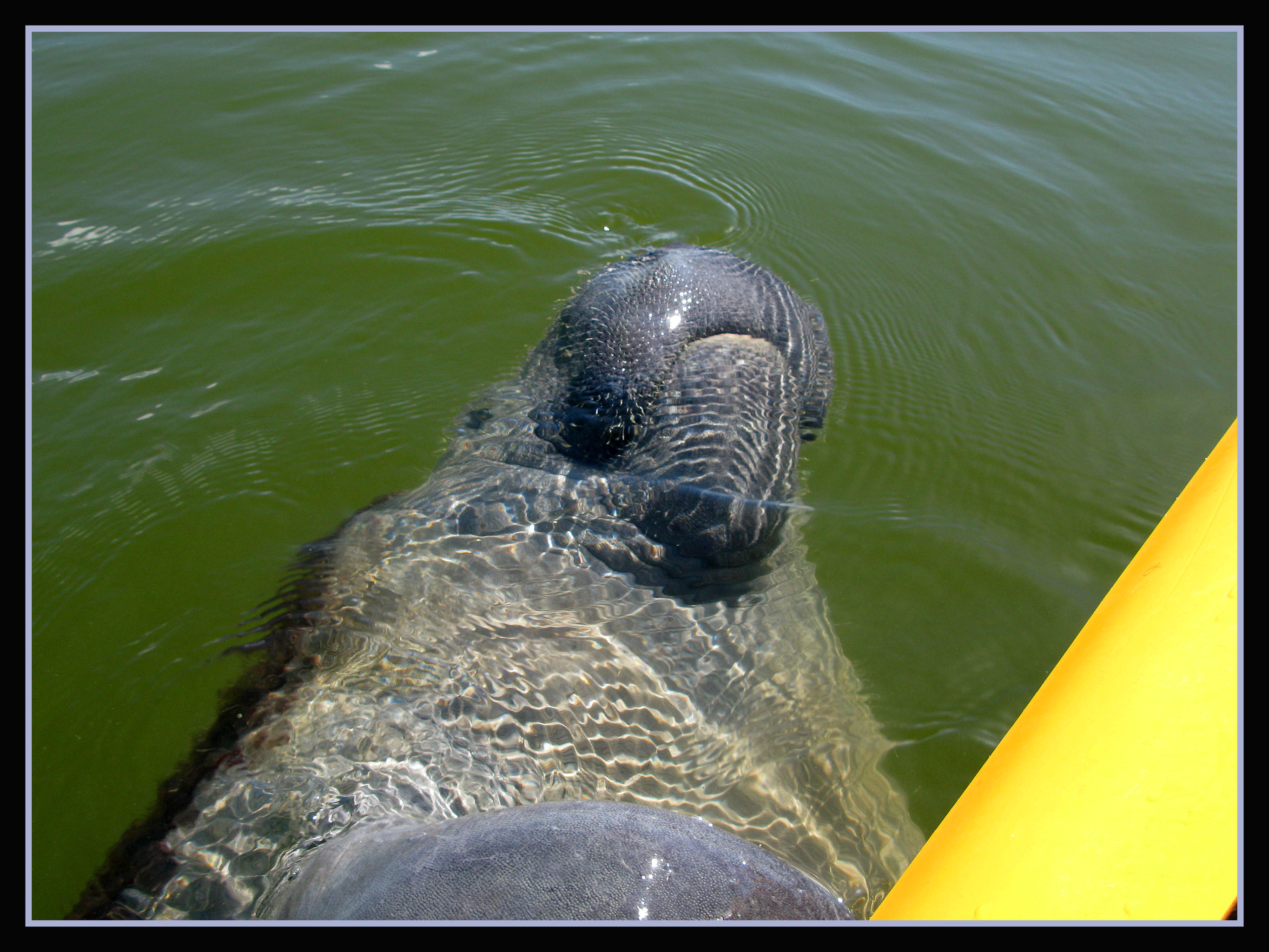 Florida Everglades Boat and Kayak Eco-Adventure