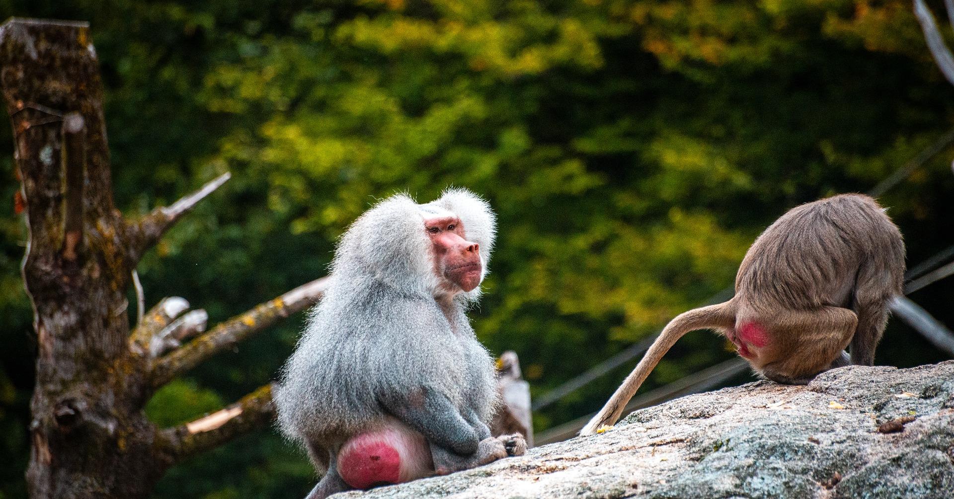 Tokyo to Nagano Snow Monkey Private Day Tour