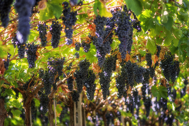 Amarone & Valpolicella Wine Tour with a Professional Sommelier