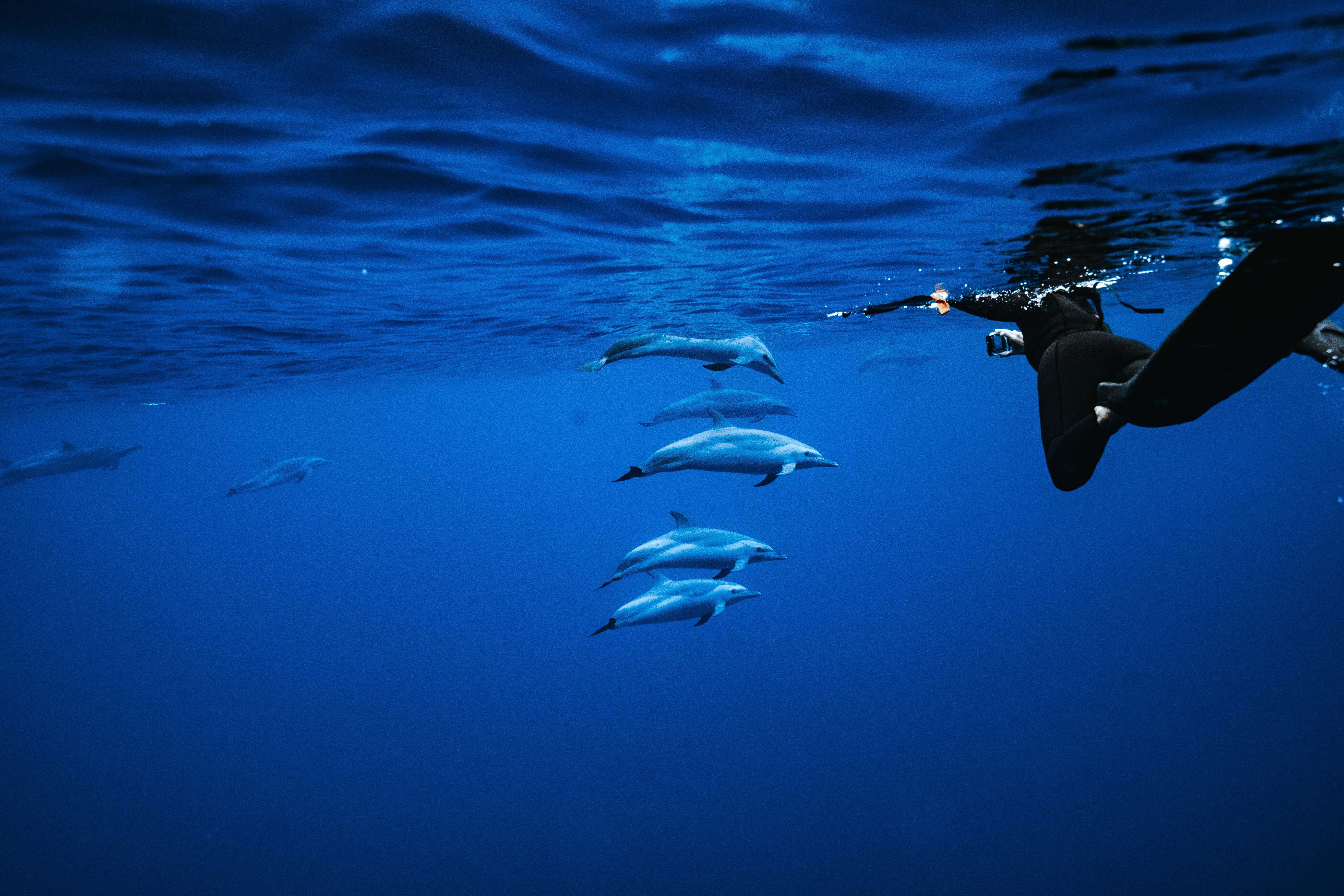 Oahu Wild Dolphin Swim & Speedboat Snorkel Adventure