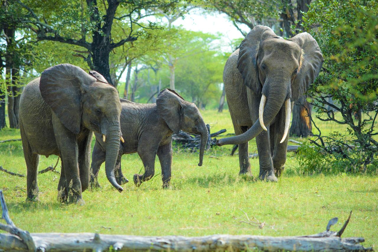 Zanzibar to Selous: Full-Day Safari with Bush Lunch (+ 2-Day Option)
