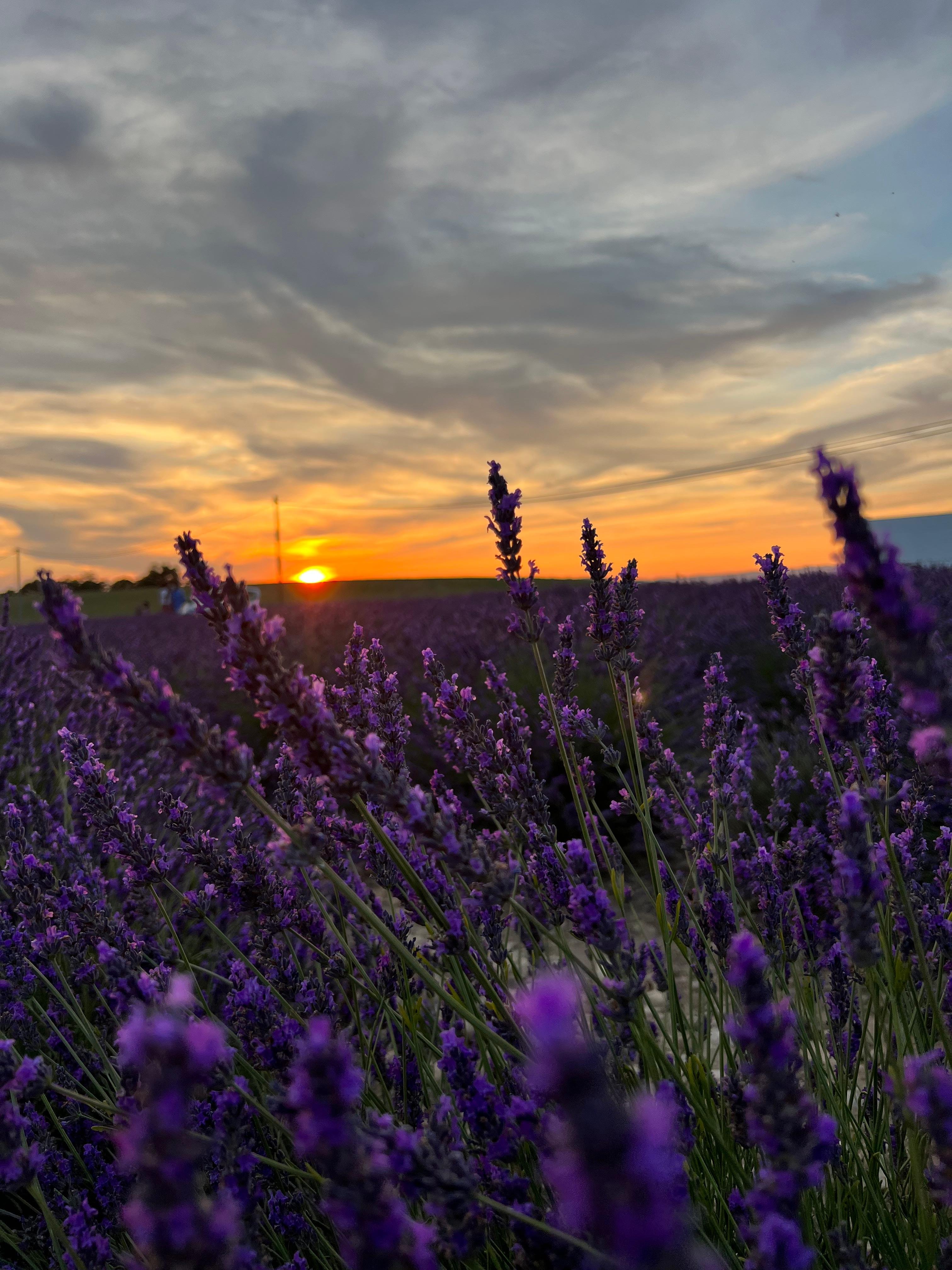 Valensole lavender fields in Provence — guided lavender tour photo 25