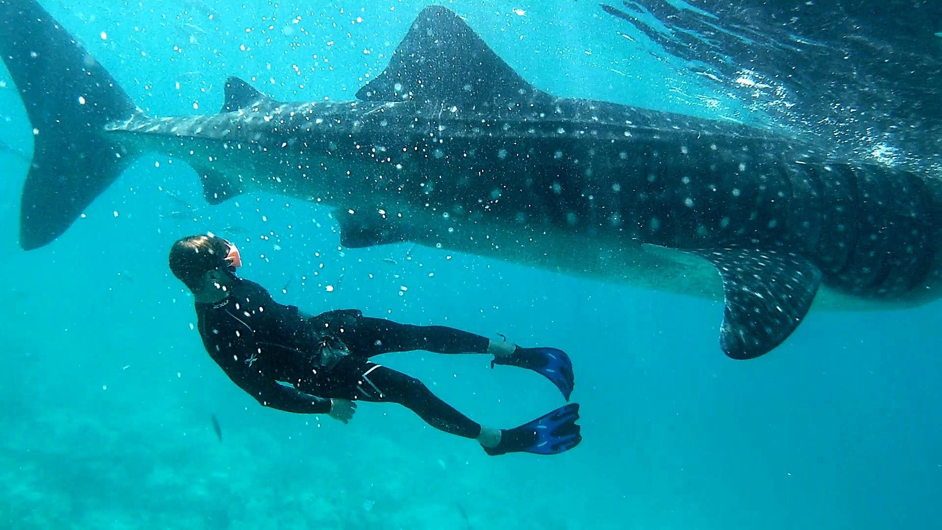 Cebu: Whale Shark Swim & Kawasan Falls Canyoneering Day Tour