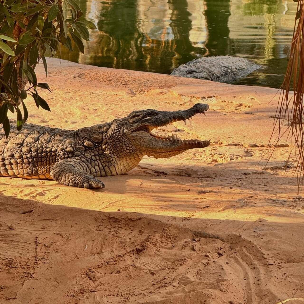 Djerba Explore Park: Crocodiles, Museum & Heritage Village