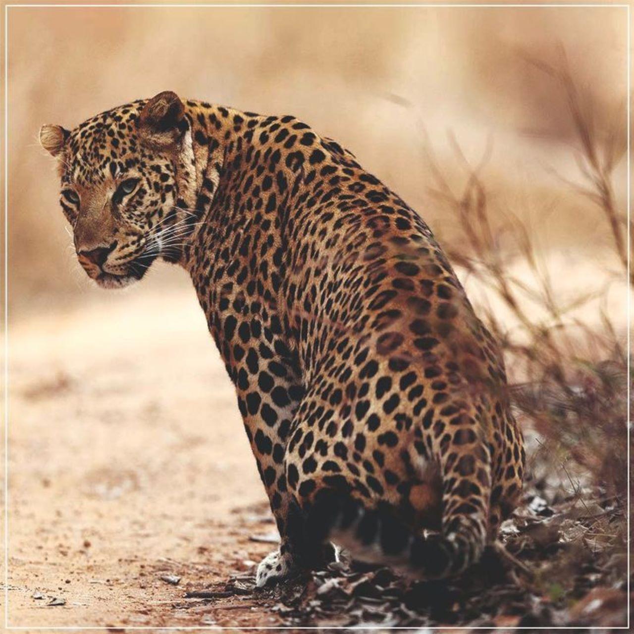 Jaipur Private Leopard Safari – Jhalana & Amagarh Forest
