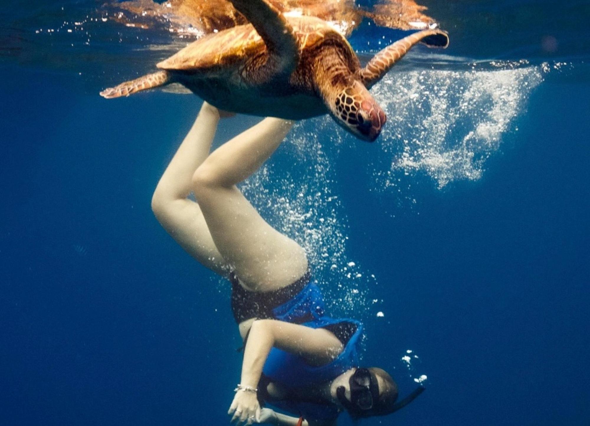 Tahiti Lagoon Snorkeling: Dolphins, Turtles & Wrecks