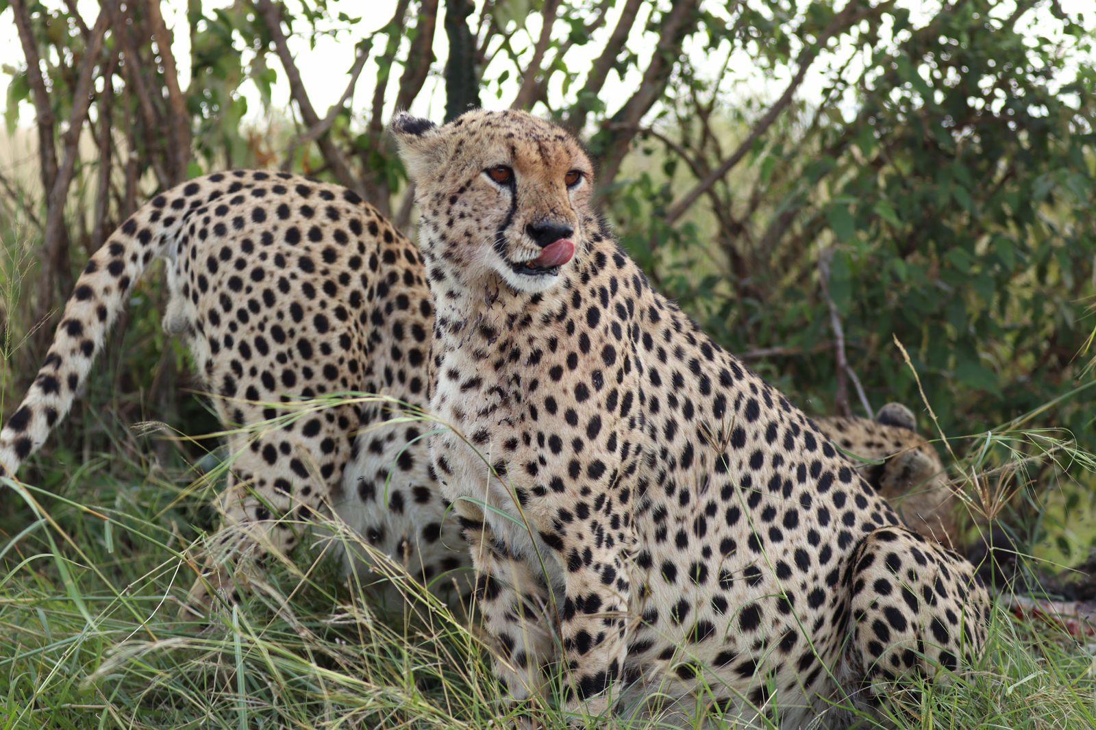 3-Day Masai Mara Safari Adventure from Nairobi