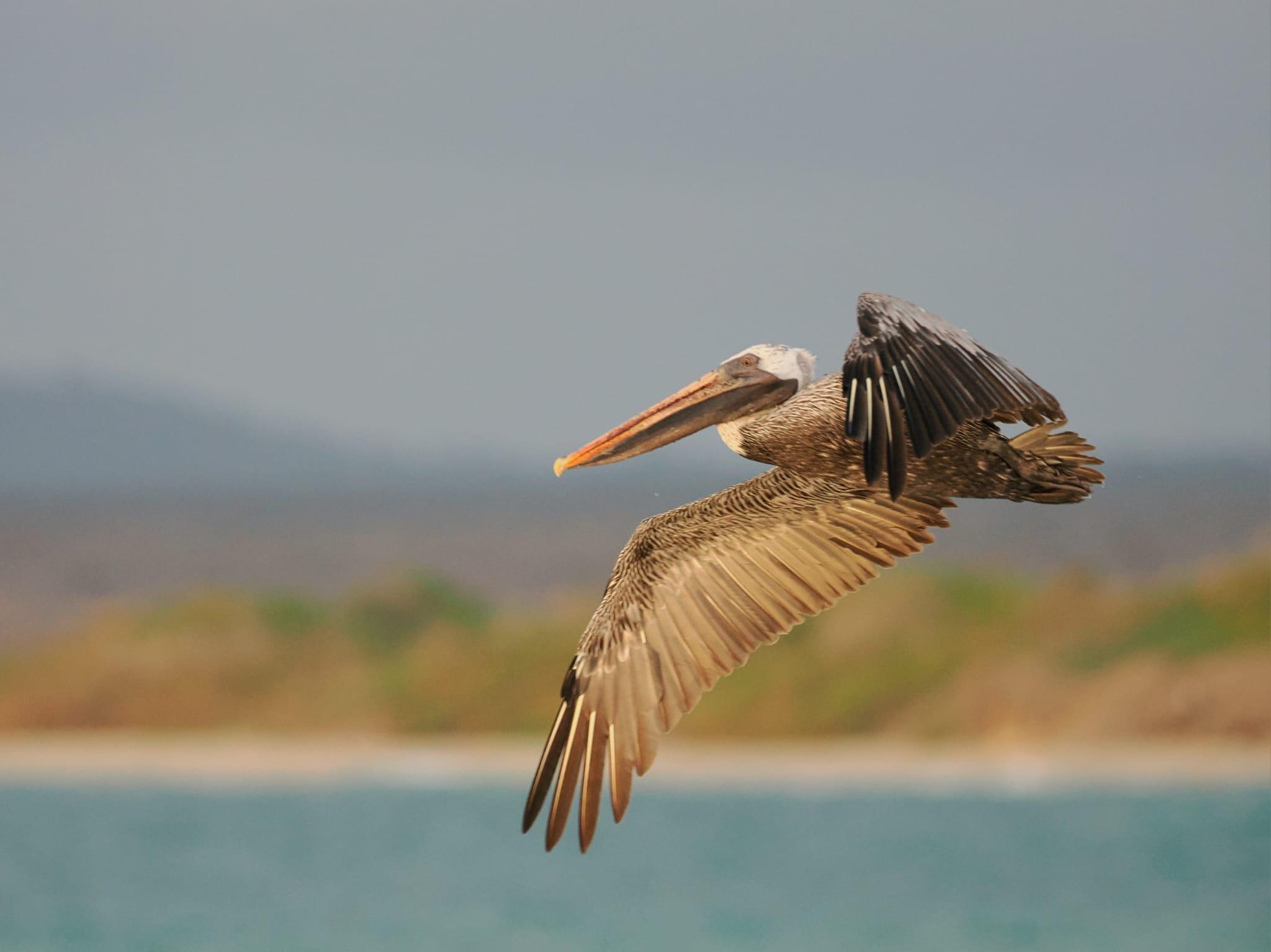 5-Day Multi-Island Galápagos Adventure