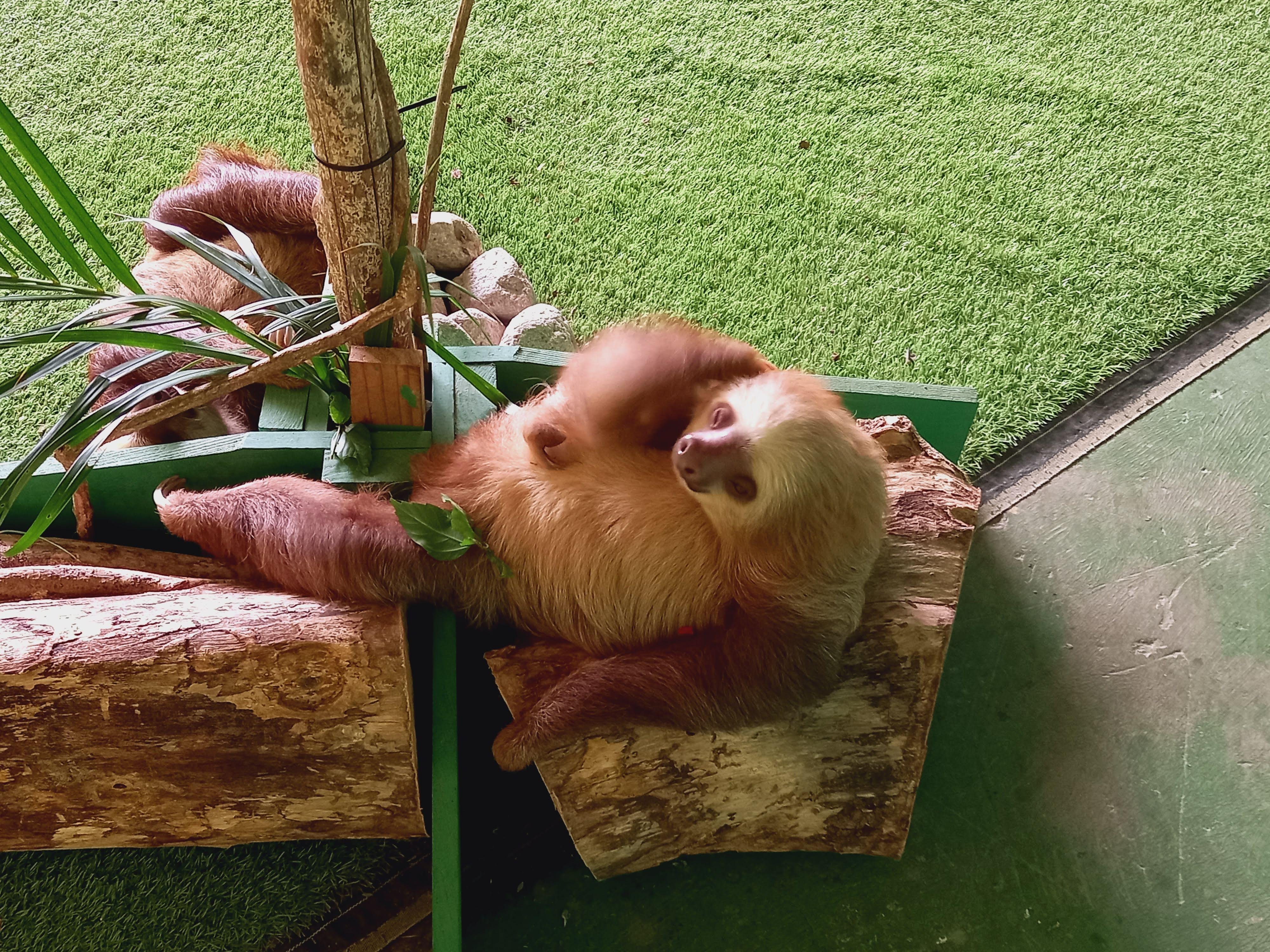 Gamboa Rainforest Wildlife & Sloth Sanctuary Expedition