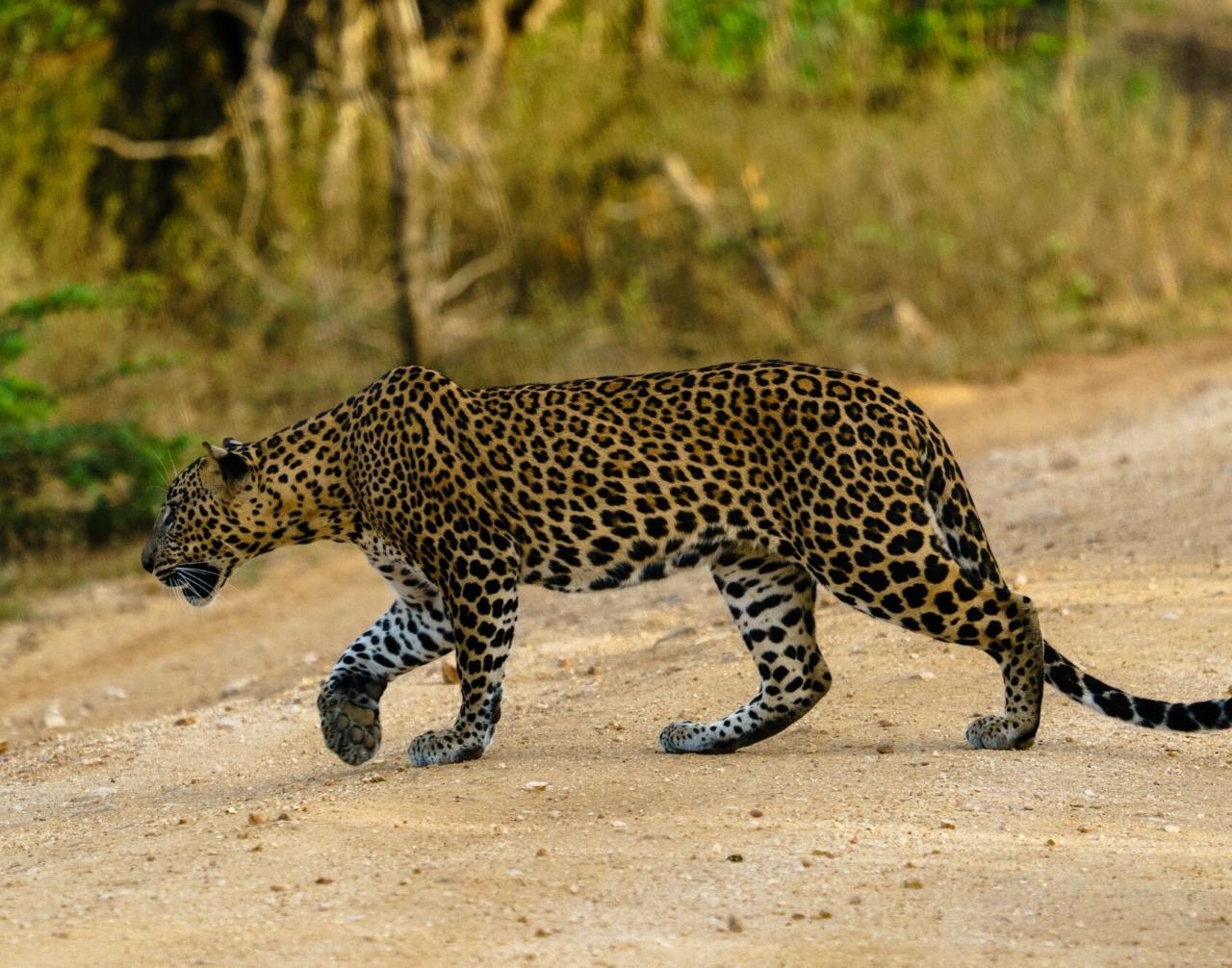 Full-Day Wilpattu National Park Safari Adventure
