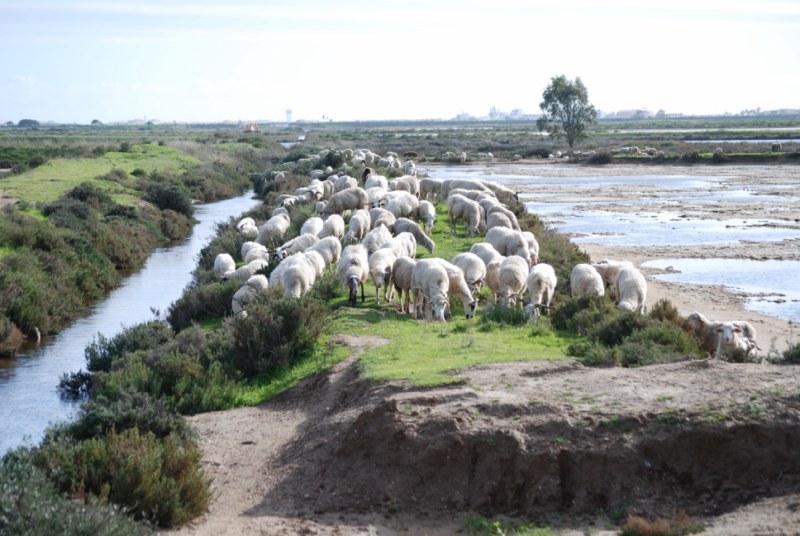 Faro: Ria Formosa Natural Park Segway Tour & Birdwatching