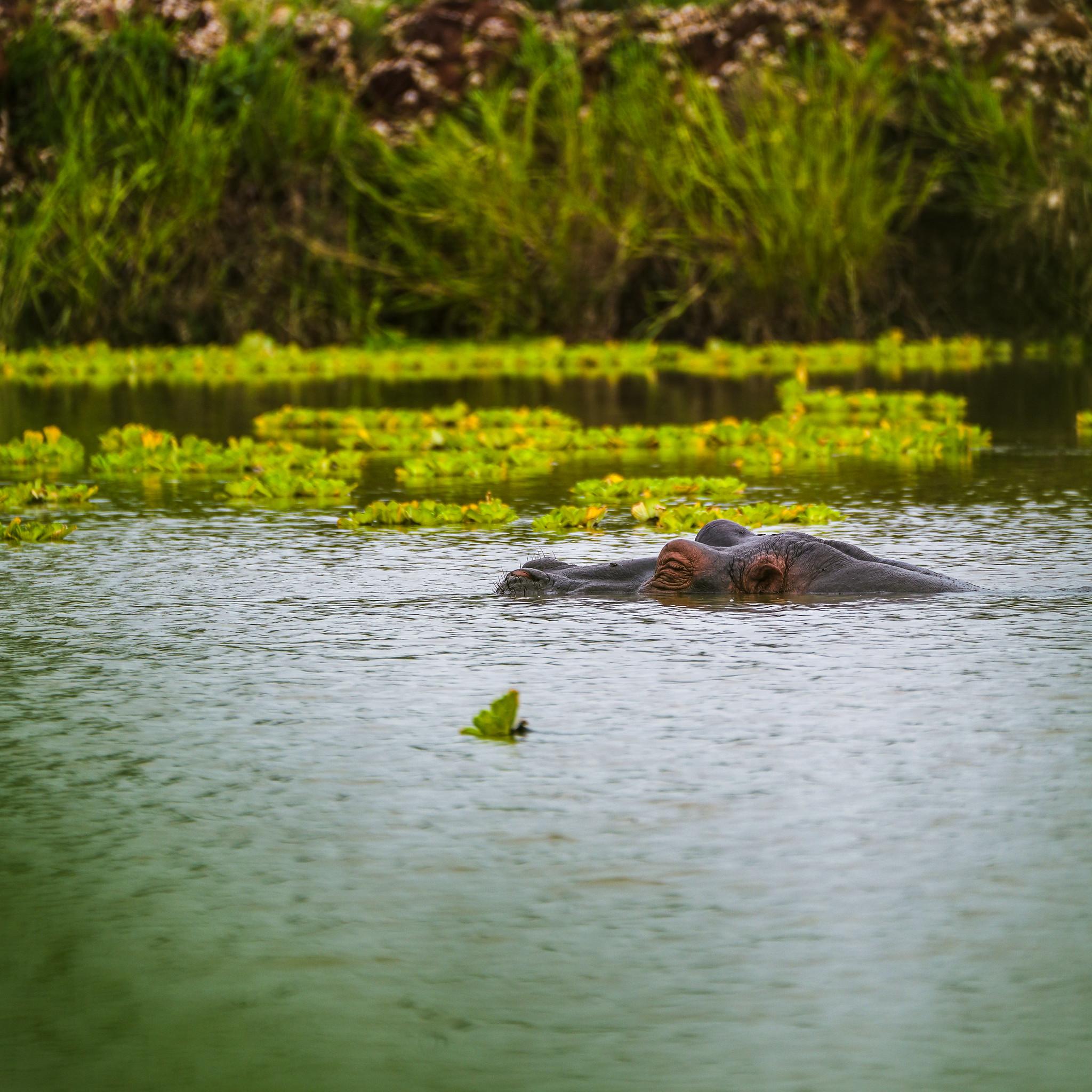 Zanzibar to Mikumi: Fly-In Safari Day Trip with Bush Lunch