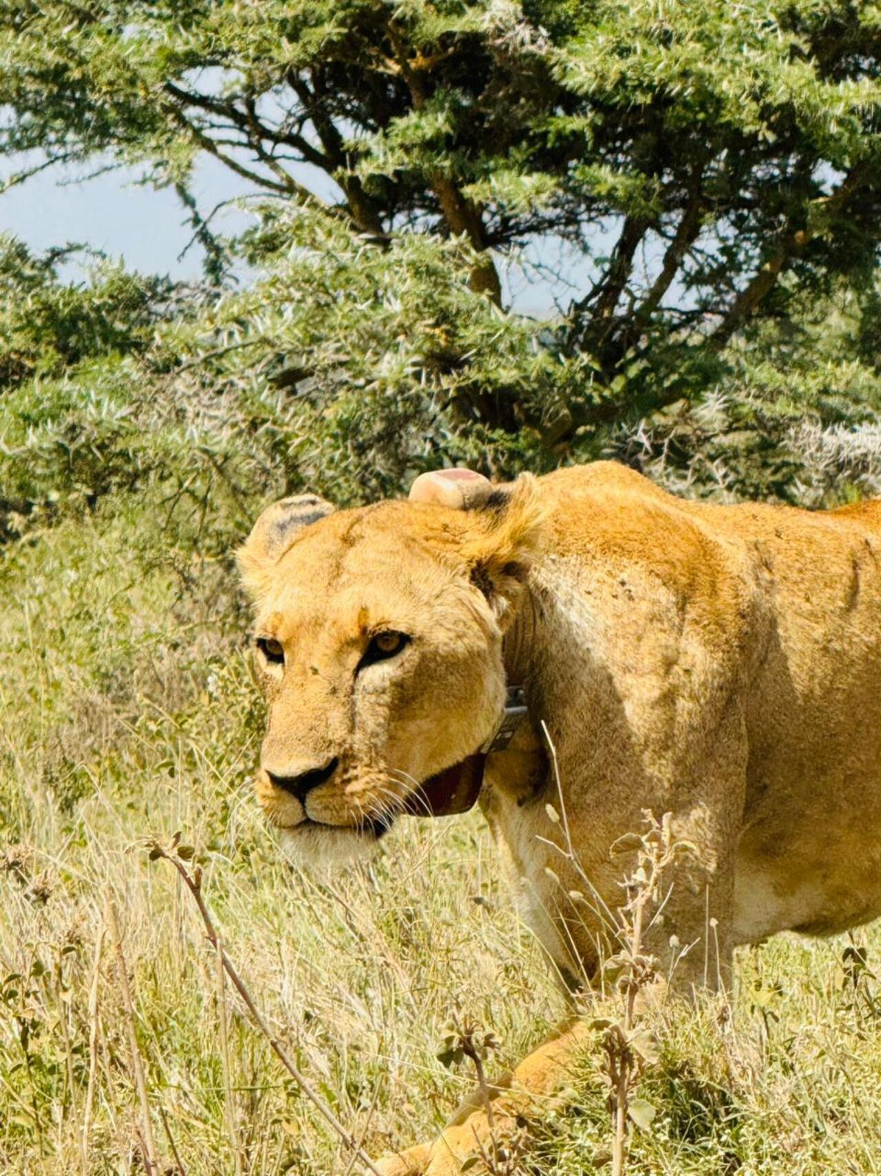 Nairobi National Park 5-Hour 4x4 Wildlife Safari