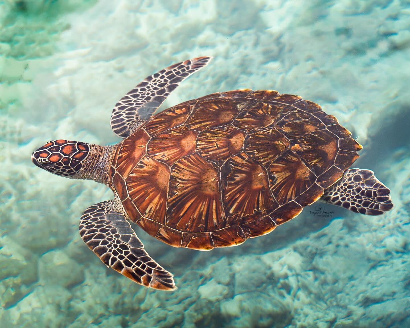 Zanzibar: Swim with Sea Turtles at Salaam Cave, Kizimkazi