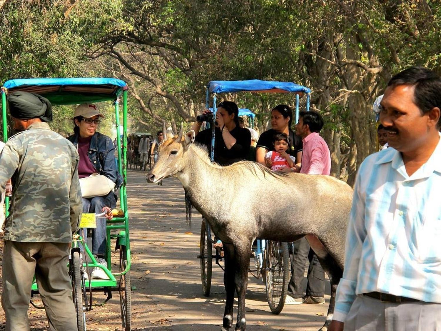 Keoladeo National Park: Custom Guided Tours & Transfers