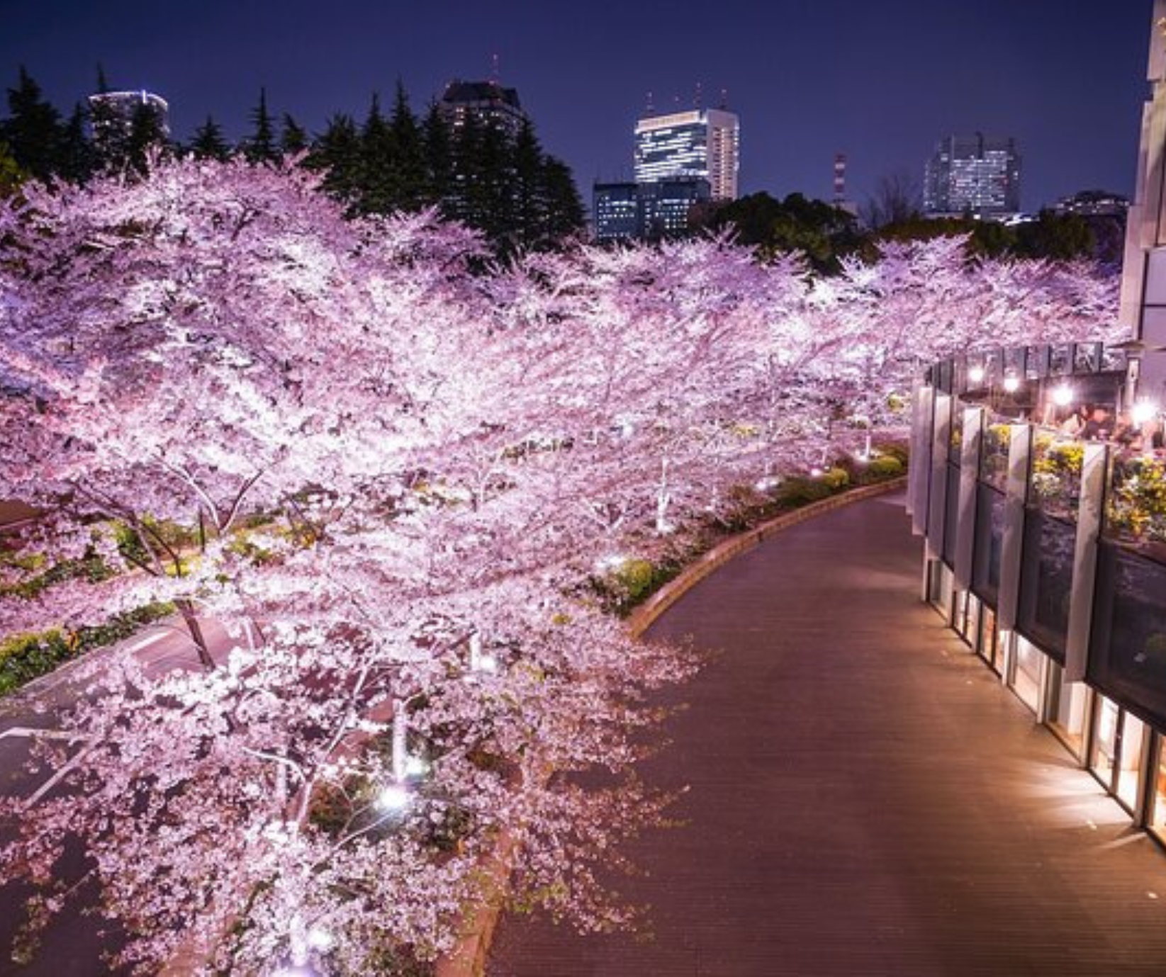 Kyoto Private Full-Day Tour with Luxury Vehicle & Expert Guide