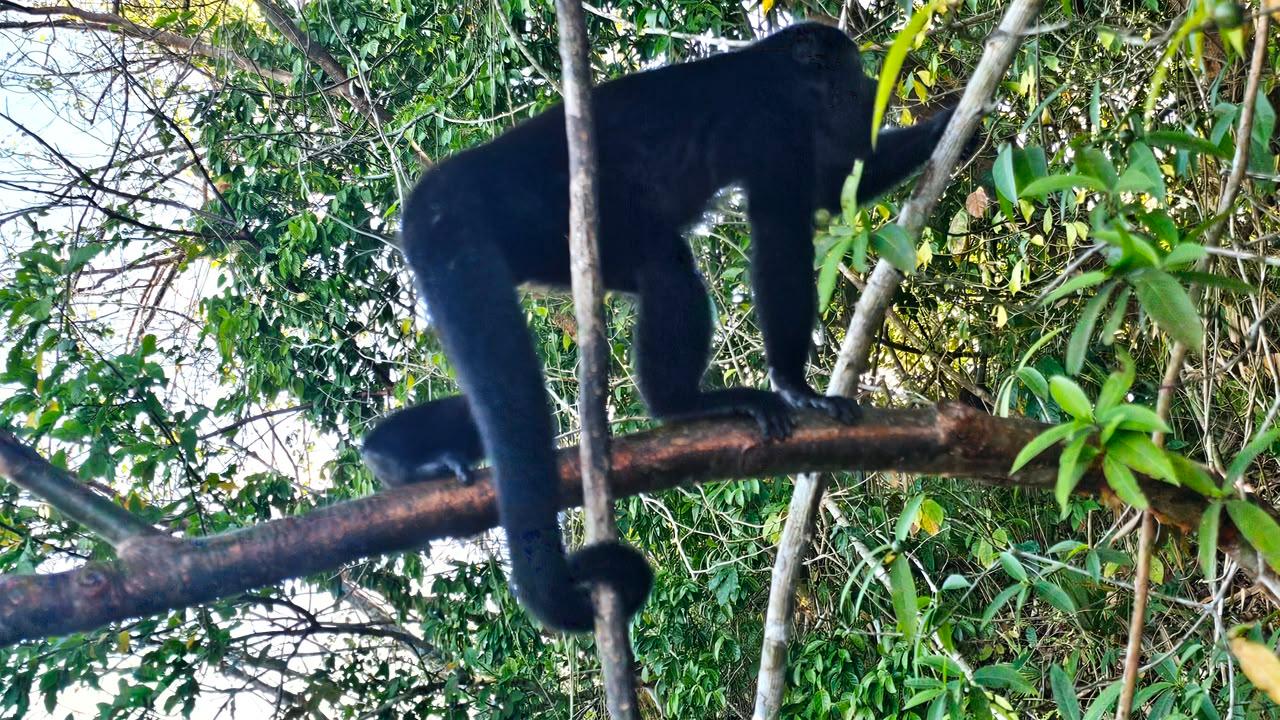 Panama Canal wildlife tour in Soberania National Park and on Gatun Lake — image 24