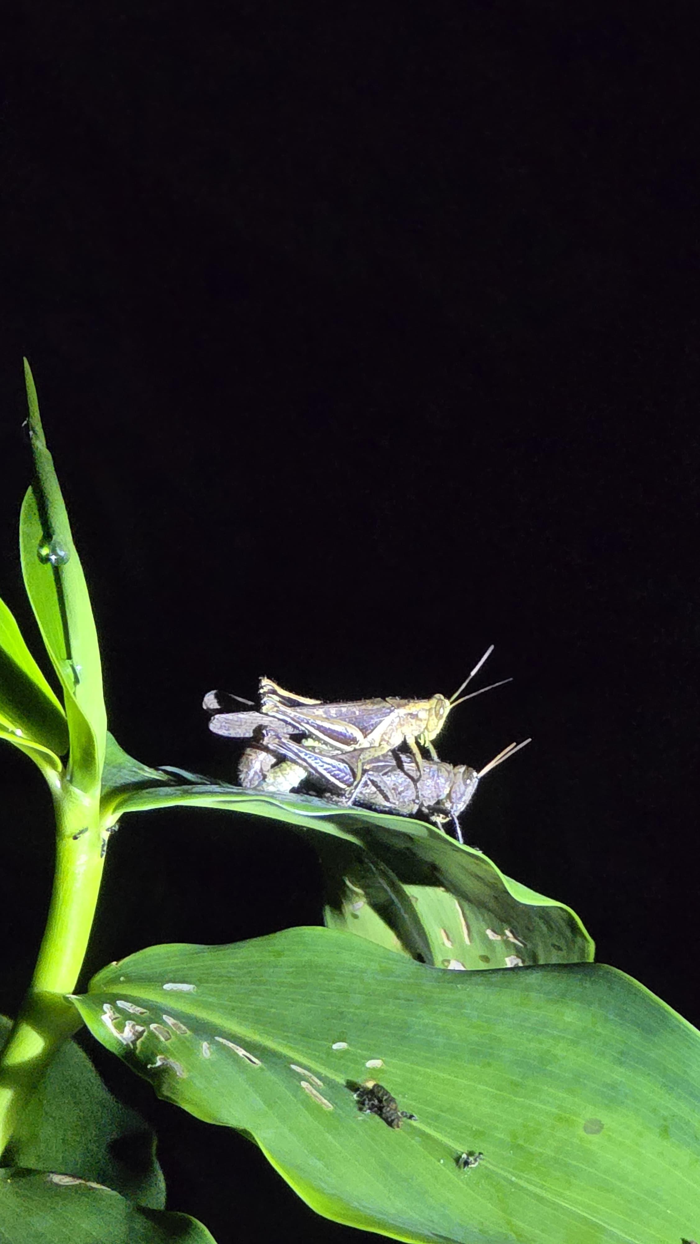 Tortuguero 2-Day Eco Adventure: Canoe, Jaguar Trail, Night Walk & Turtle Nesting