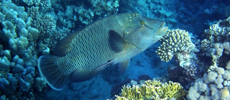 Los Cabos Introductory Scuba Diving Adventure in the Sea of Cortez
