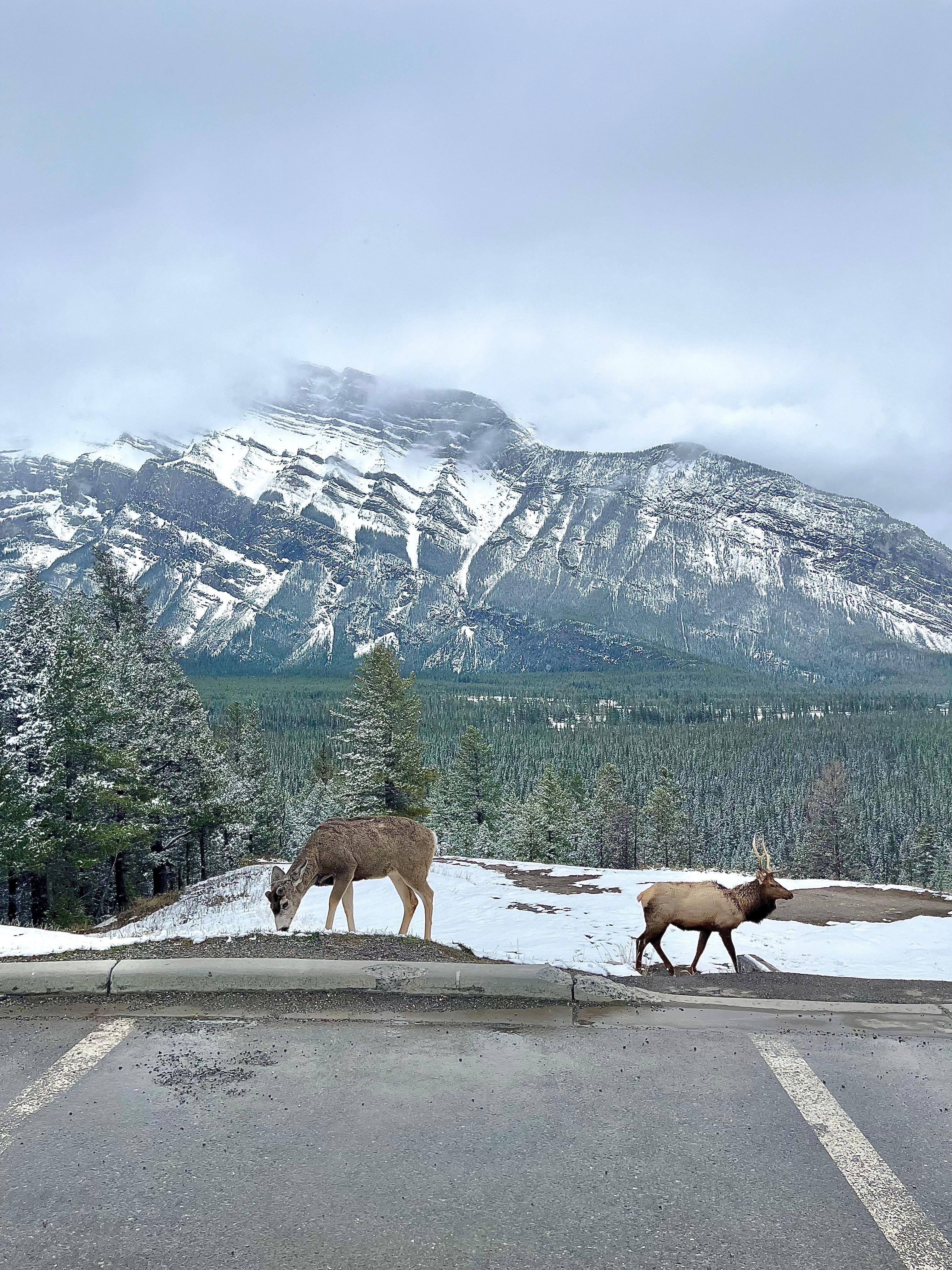 Canadian Rockies tour photo — image 16