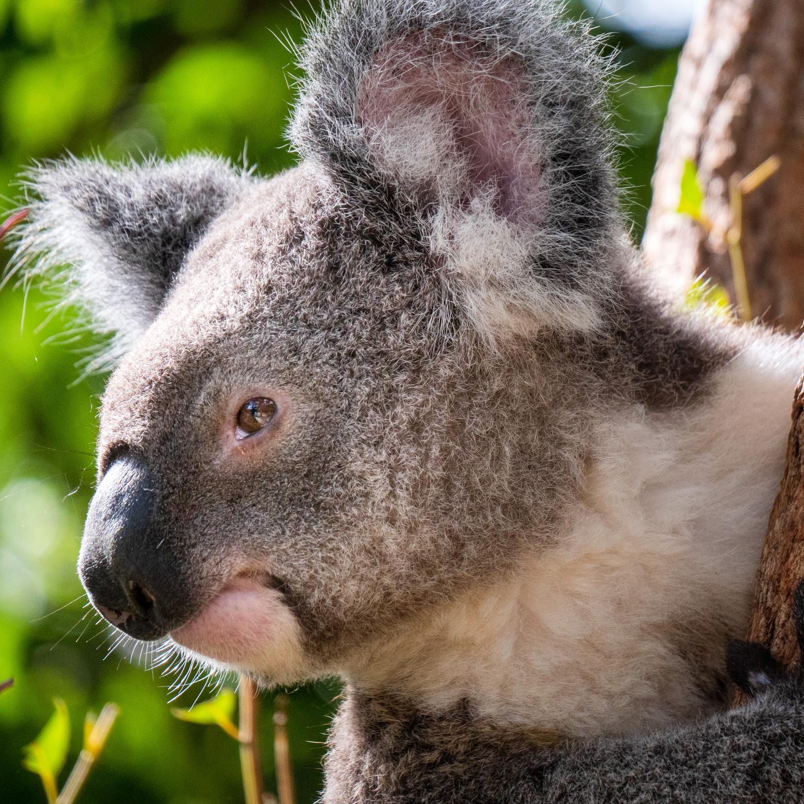 Private Brisbane Tour with Lone Pine Koala Sanctuary