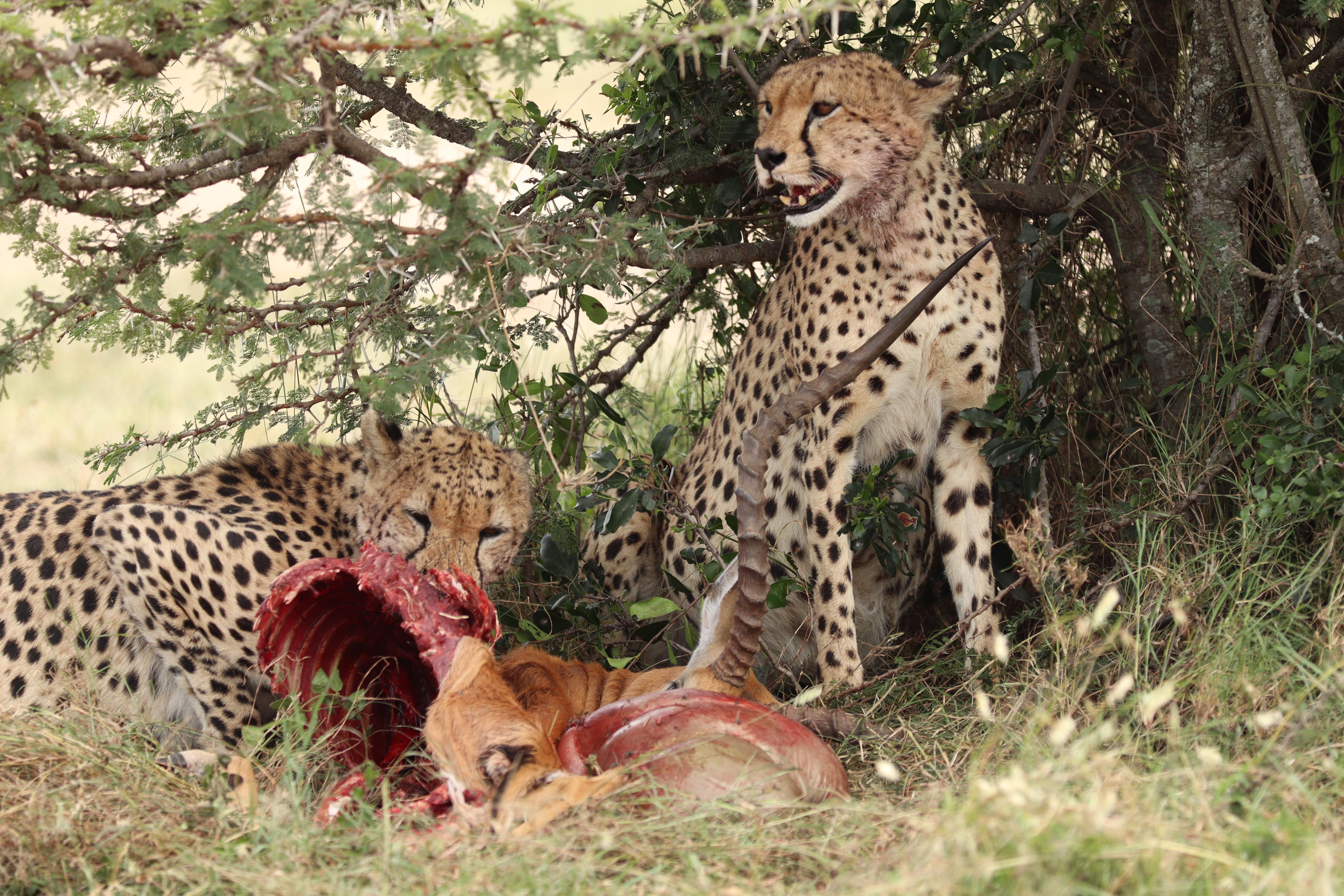 Maasai Mara Express: 1-Day Safari from Nairobi