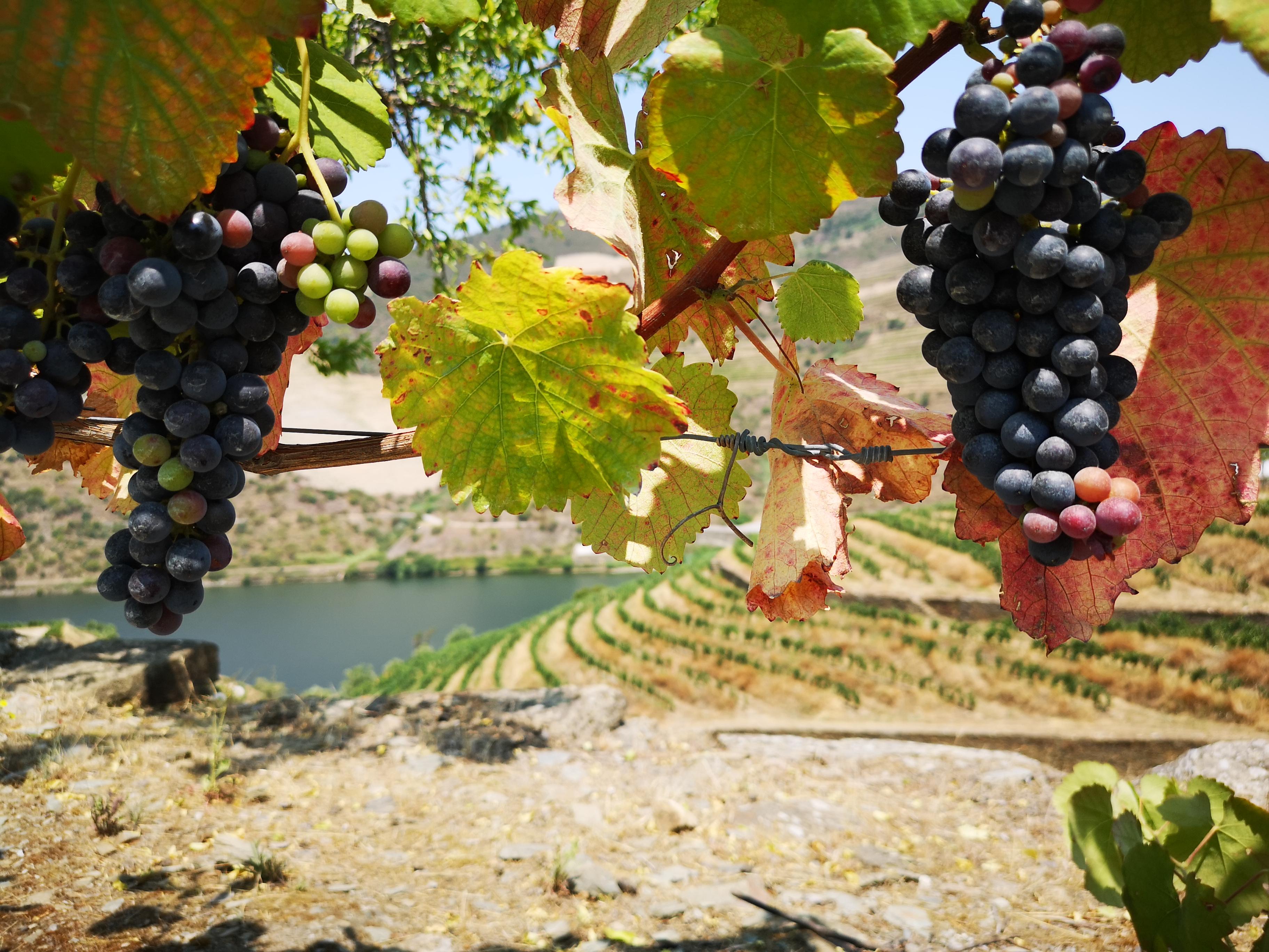 Porto: Douro Valley & Vinho Verde Day Tour with Tastings, Lunch & Boat Cruise