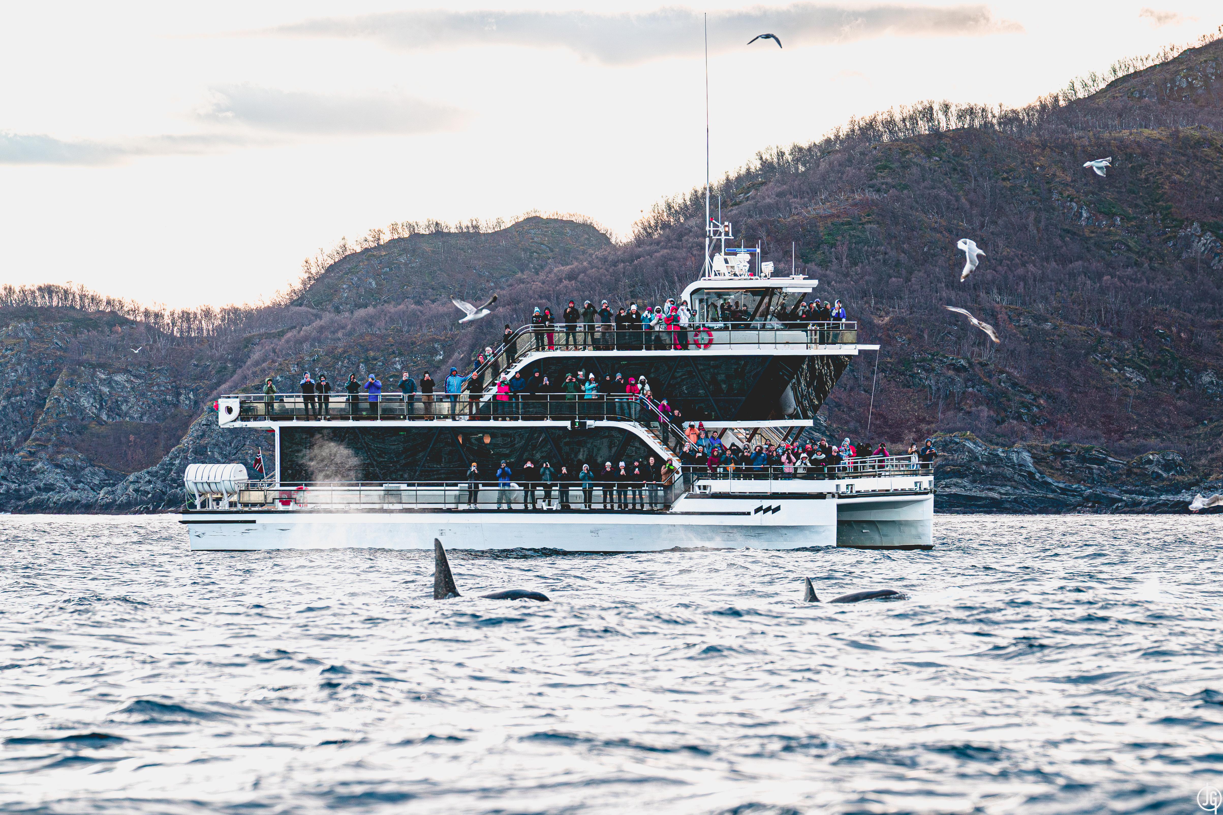 Tromsø Silent Hybrid-Electric Whale Watching Cruise
