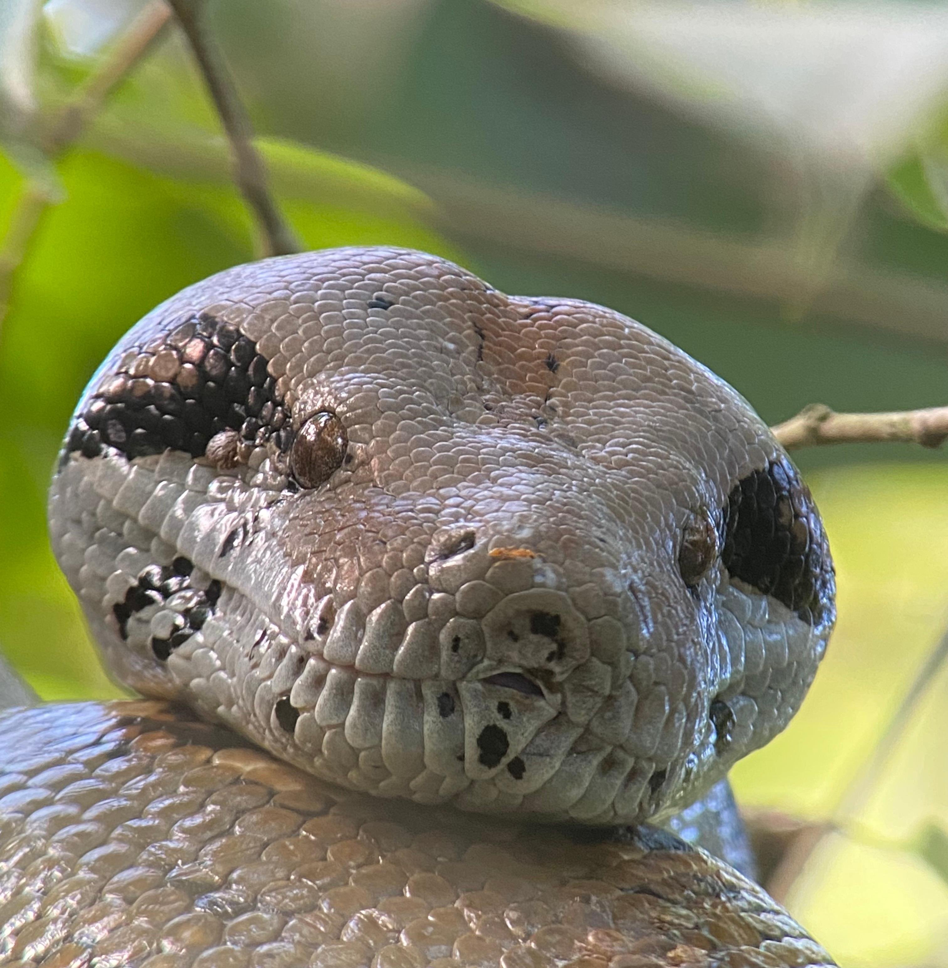 Manuel Antonio National Park: Naturalist-Led Wildlife Walking Tour
