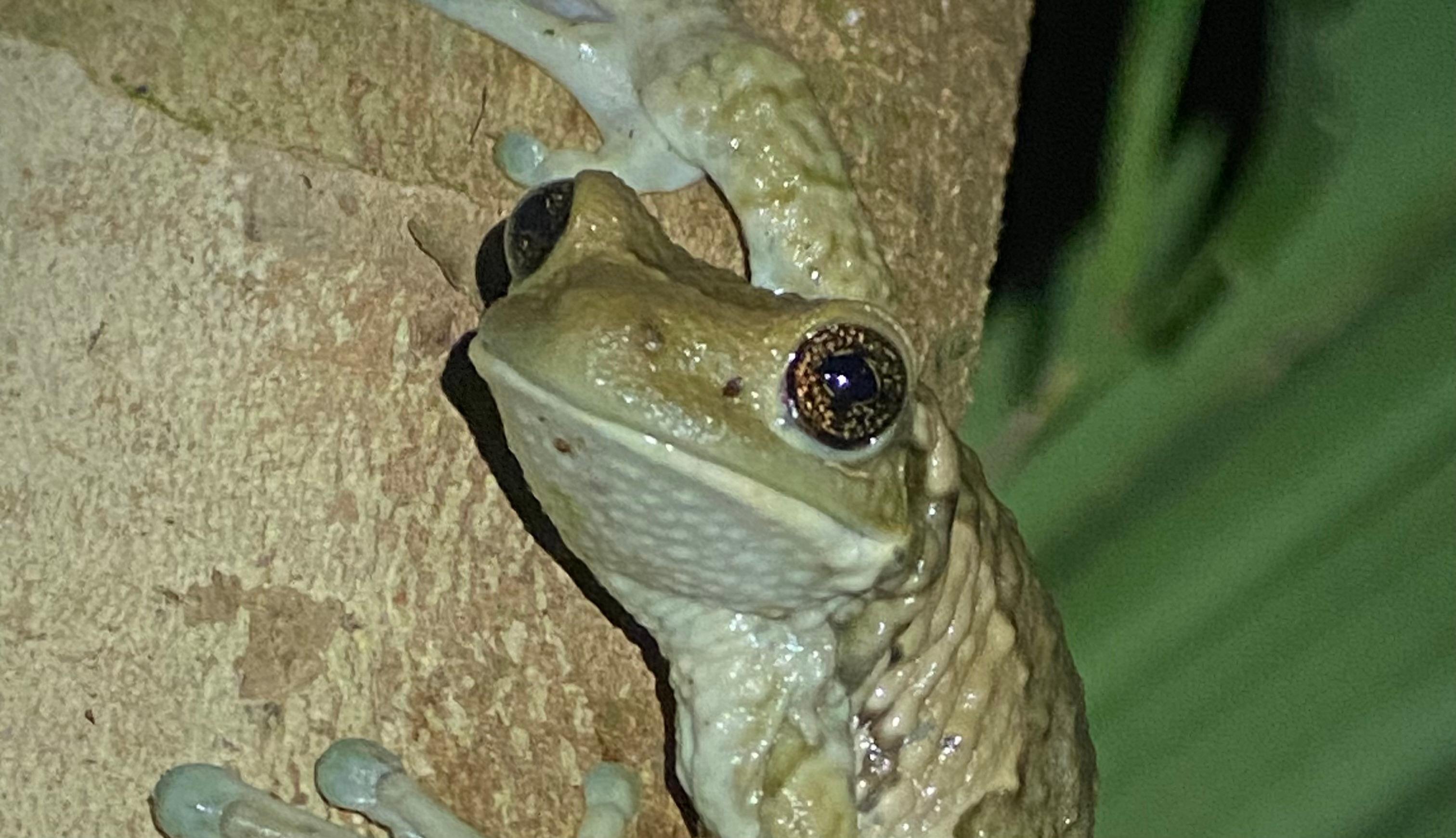 Manuel Antonio Night Wildlife Walk with Expert Naturalist