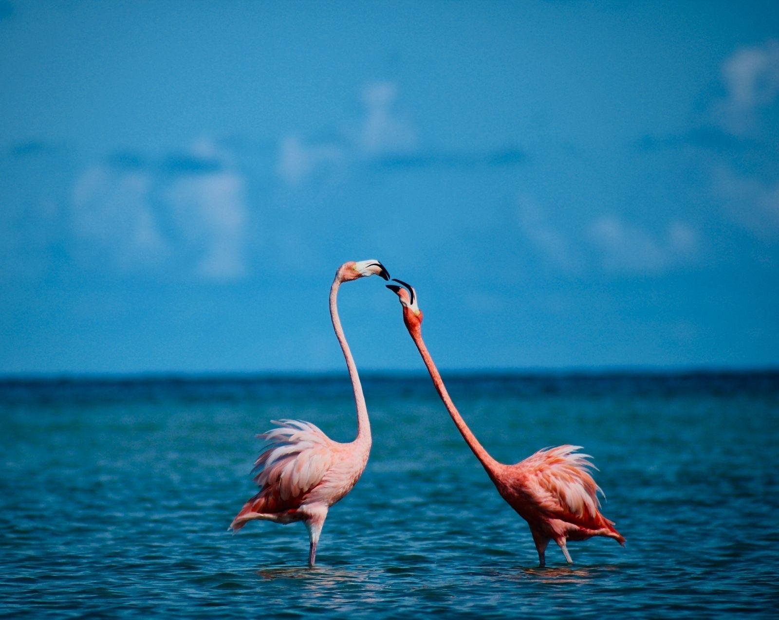 Holbox Flamingo Kayaking Experience
