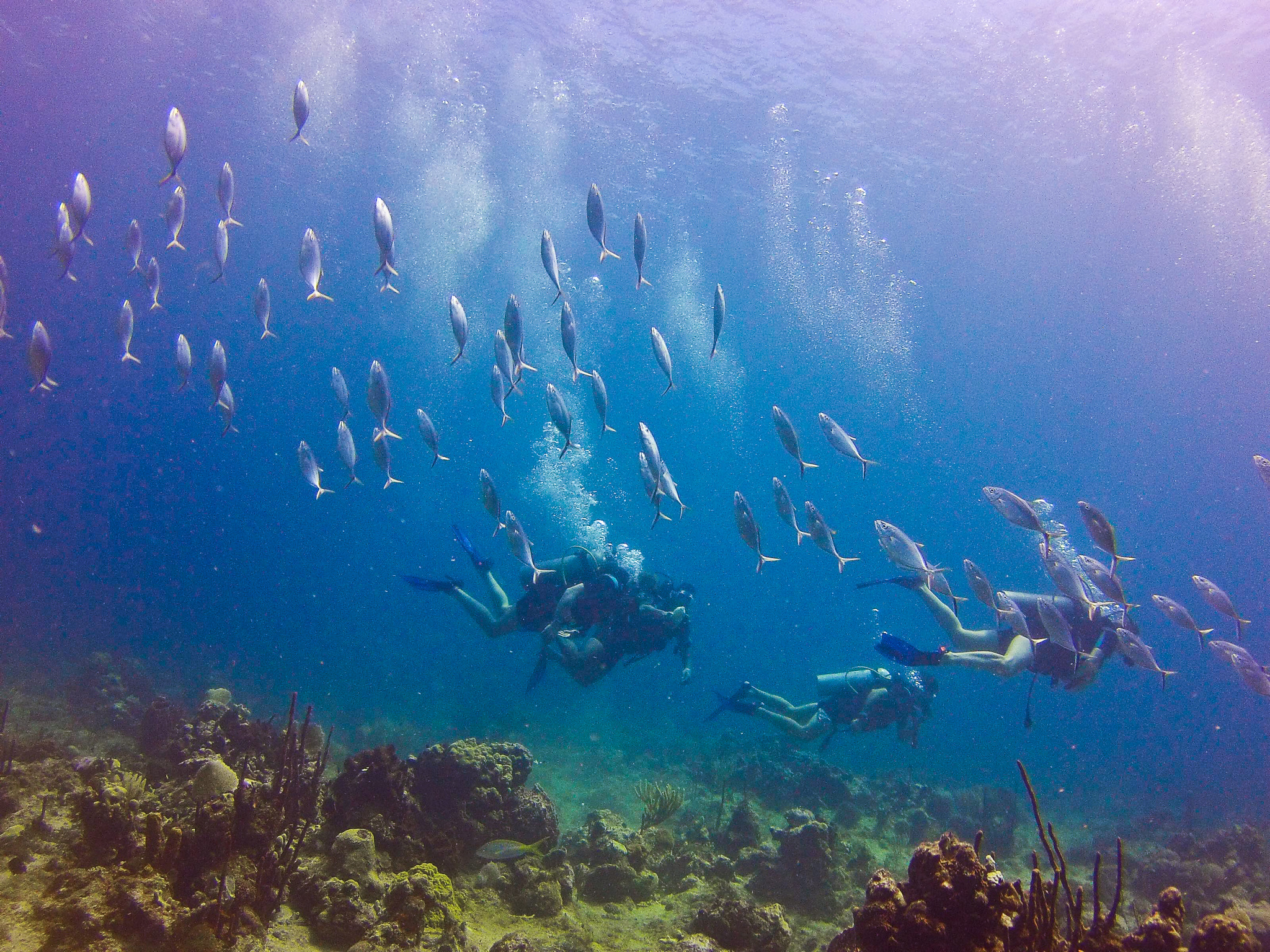 Catalina Island VIP Scuba Diving Adventure