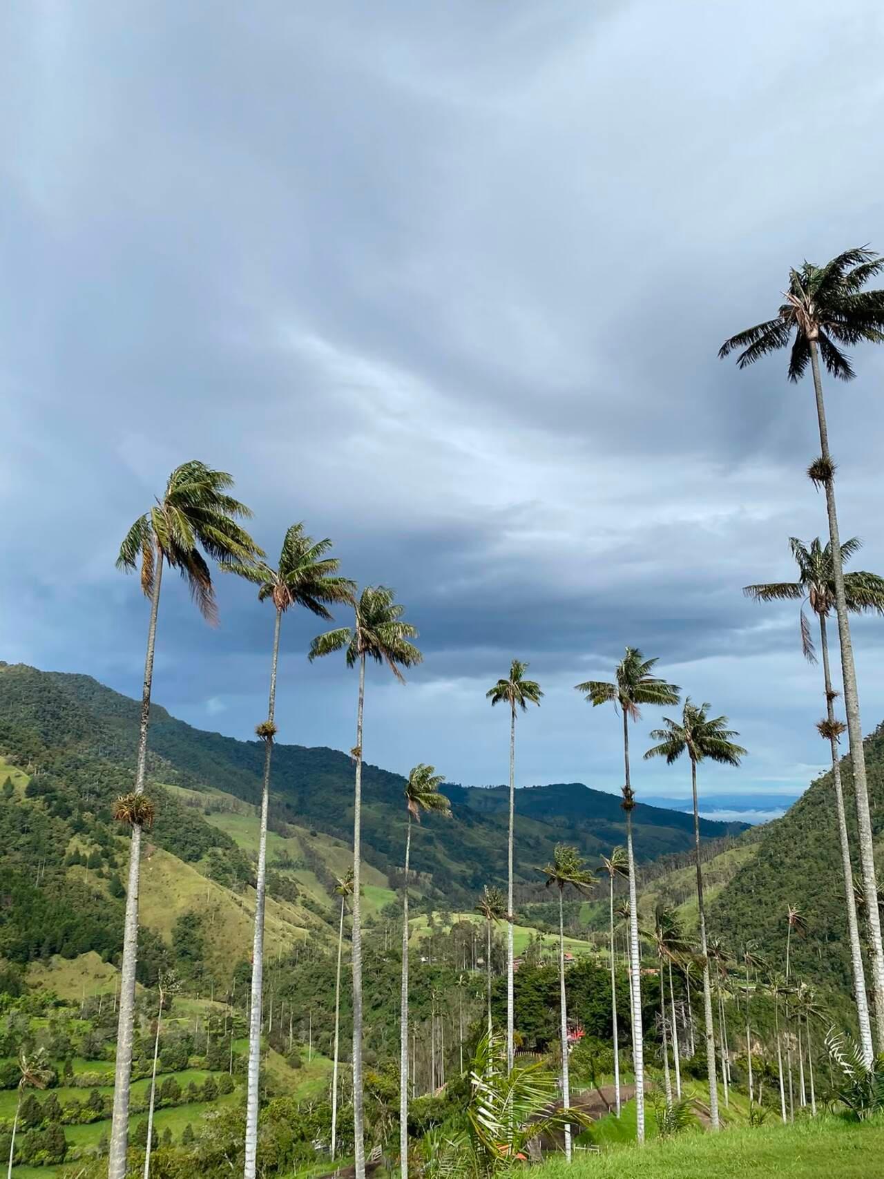Cocora Valley Horseback Riding & Lunch from Salento