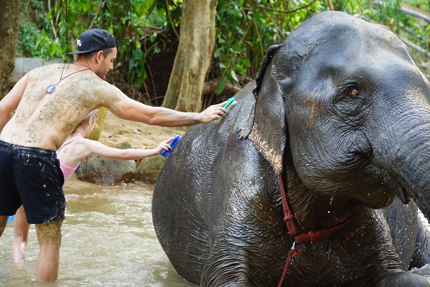 Ethical Half-Day Elephant Sanctuary Experience in Koh Samui