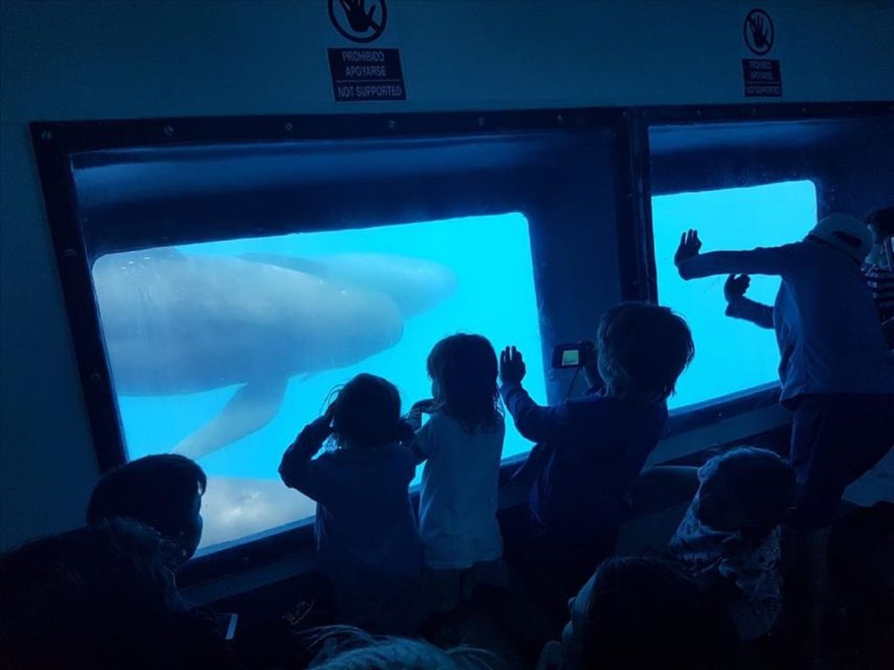 Tarifa Dolphin Sighting & Beach Day Trip from Seville