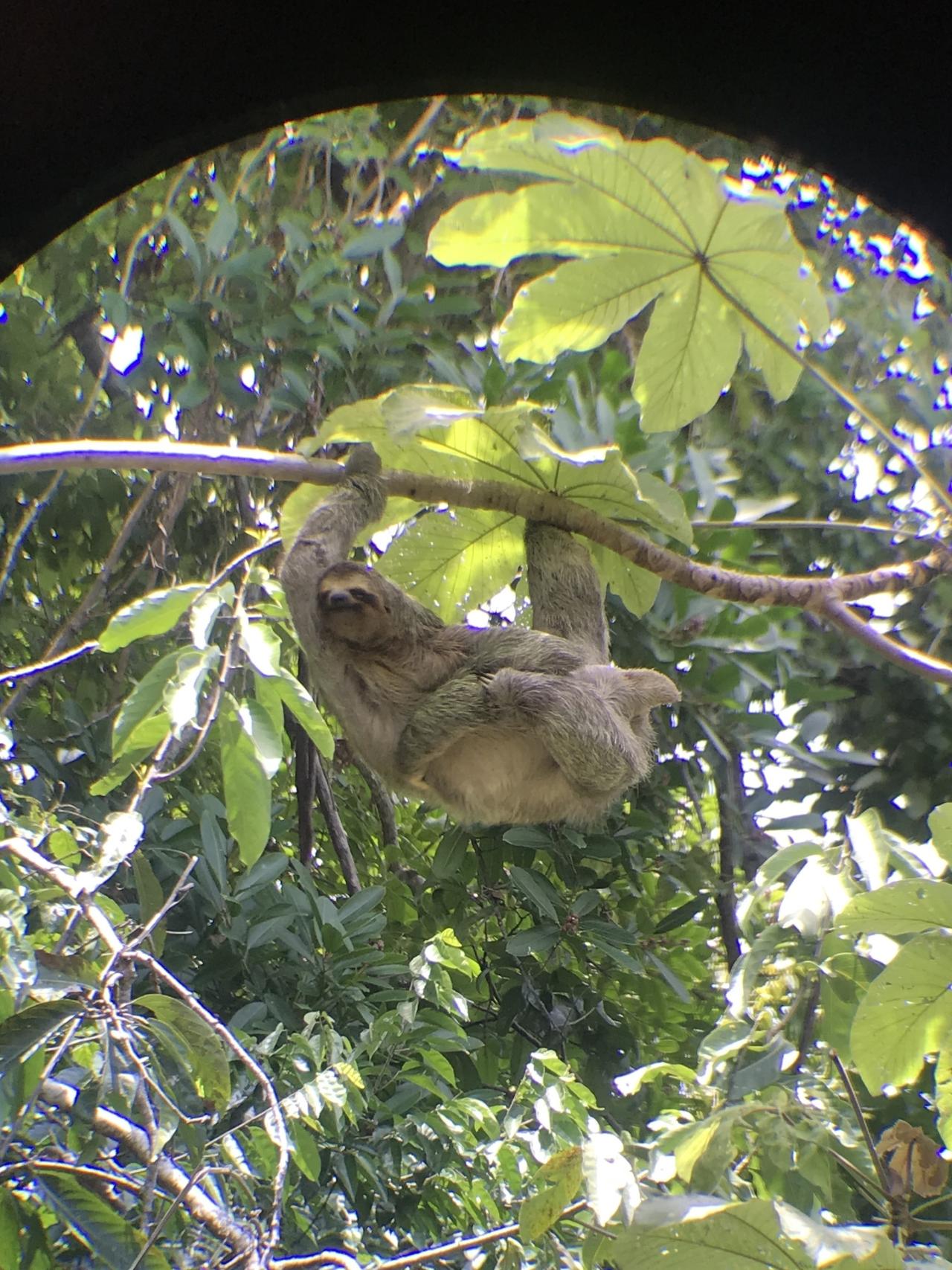Manuel Antonio National Park: Expert-Guided Wildlife Hike